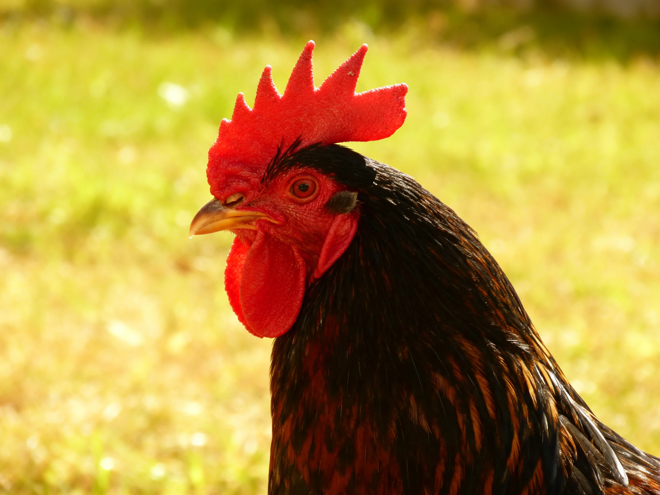 A rooster with vibrant red comb and wattles on a sunlit field