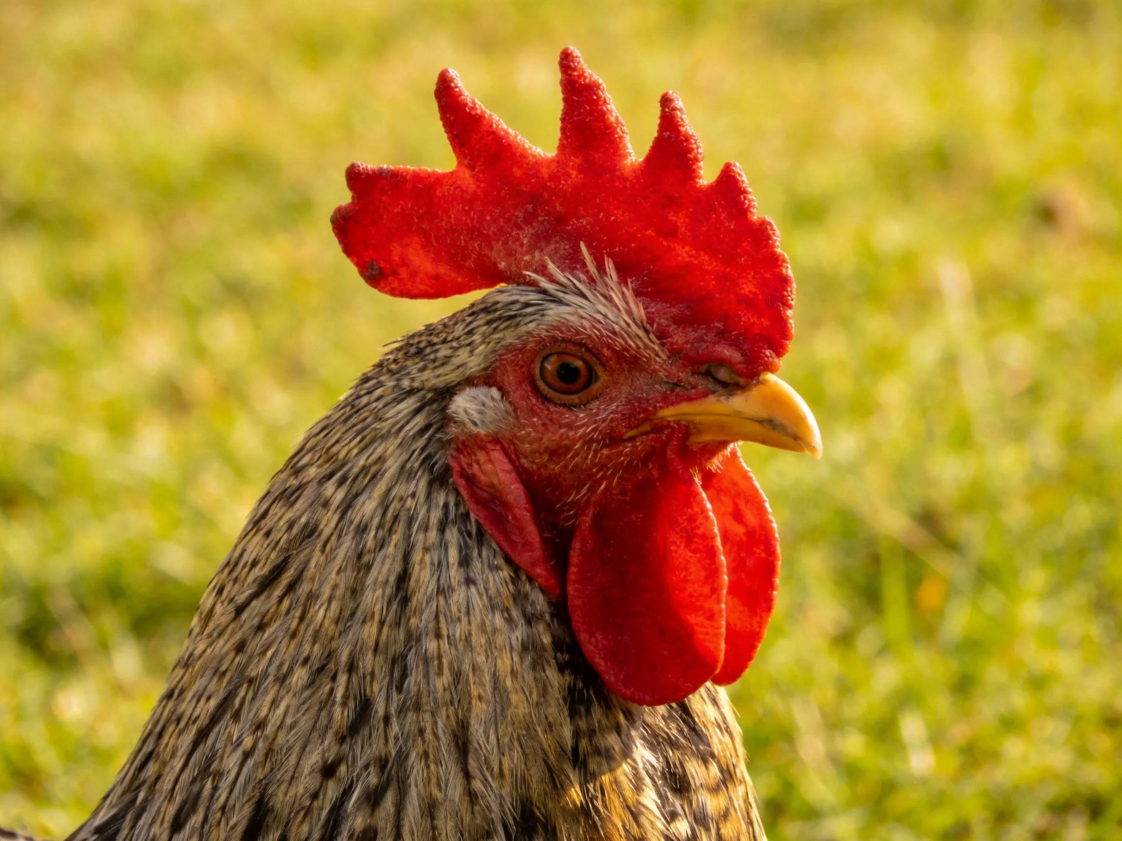 A rooster with a bright red comb and wattles is depicted in a sunlit grassy environment.