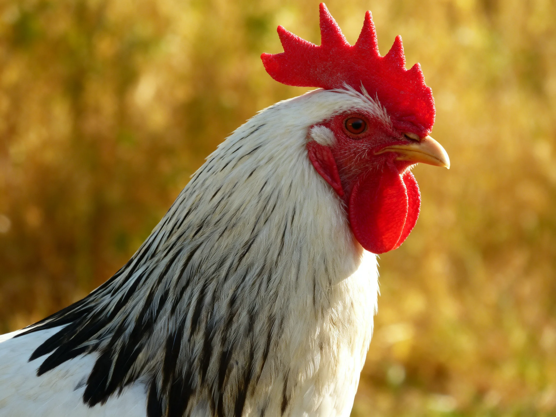 A rooster with vibrant red comb and white/black plumage in a golden field