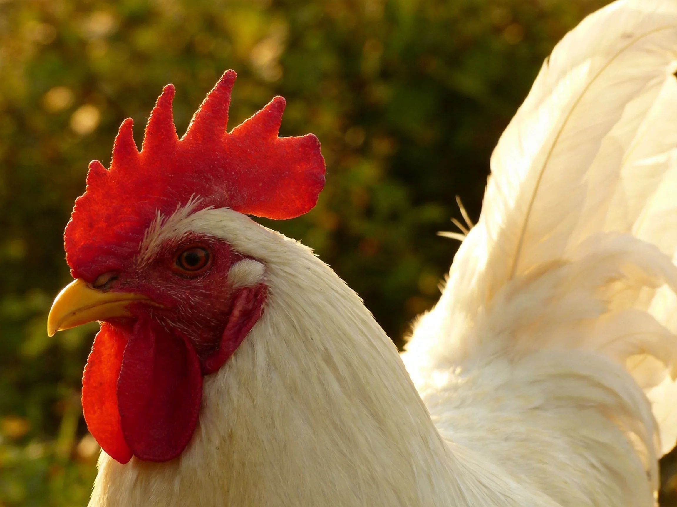 A rooster with vibrant red comb and white plumage near greenery