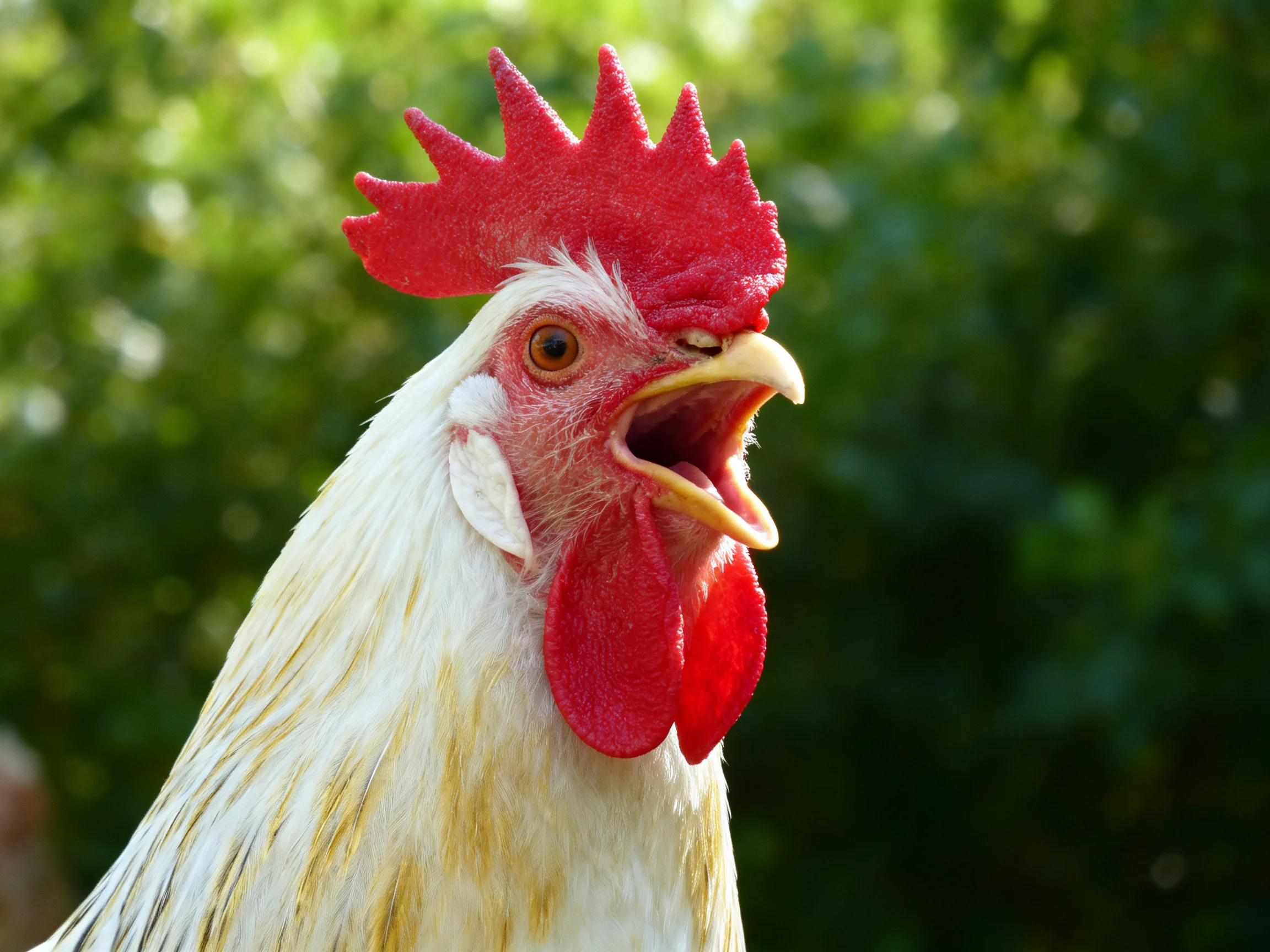 A rooster with an open beak is centered against a blurred green backdrop.