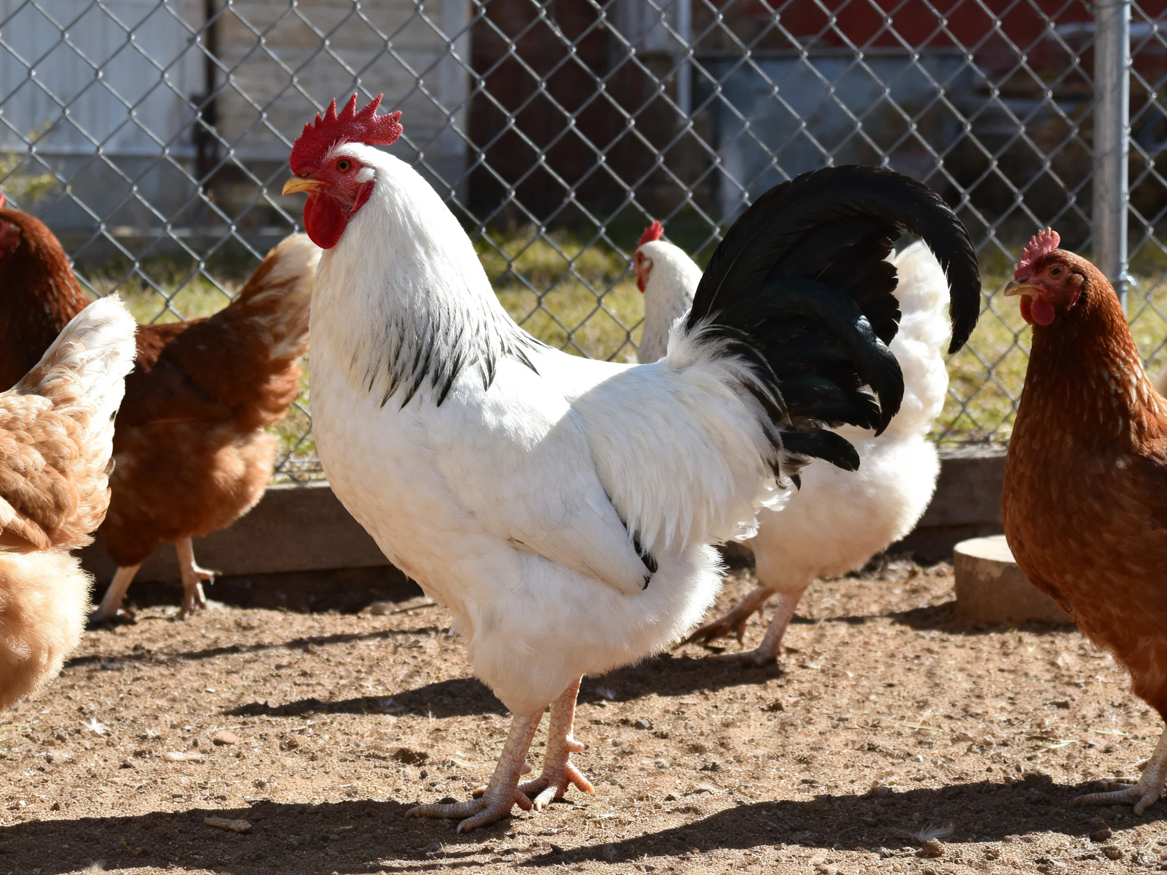 A rooster with white and black feathers among brown hens near a chain-link fence