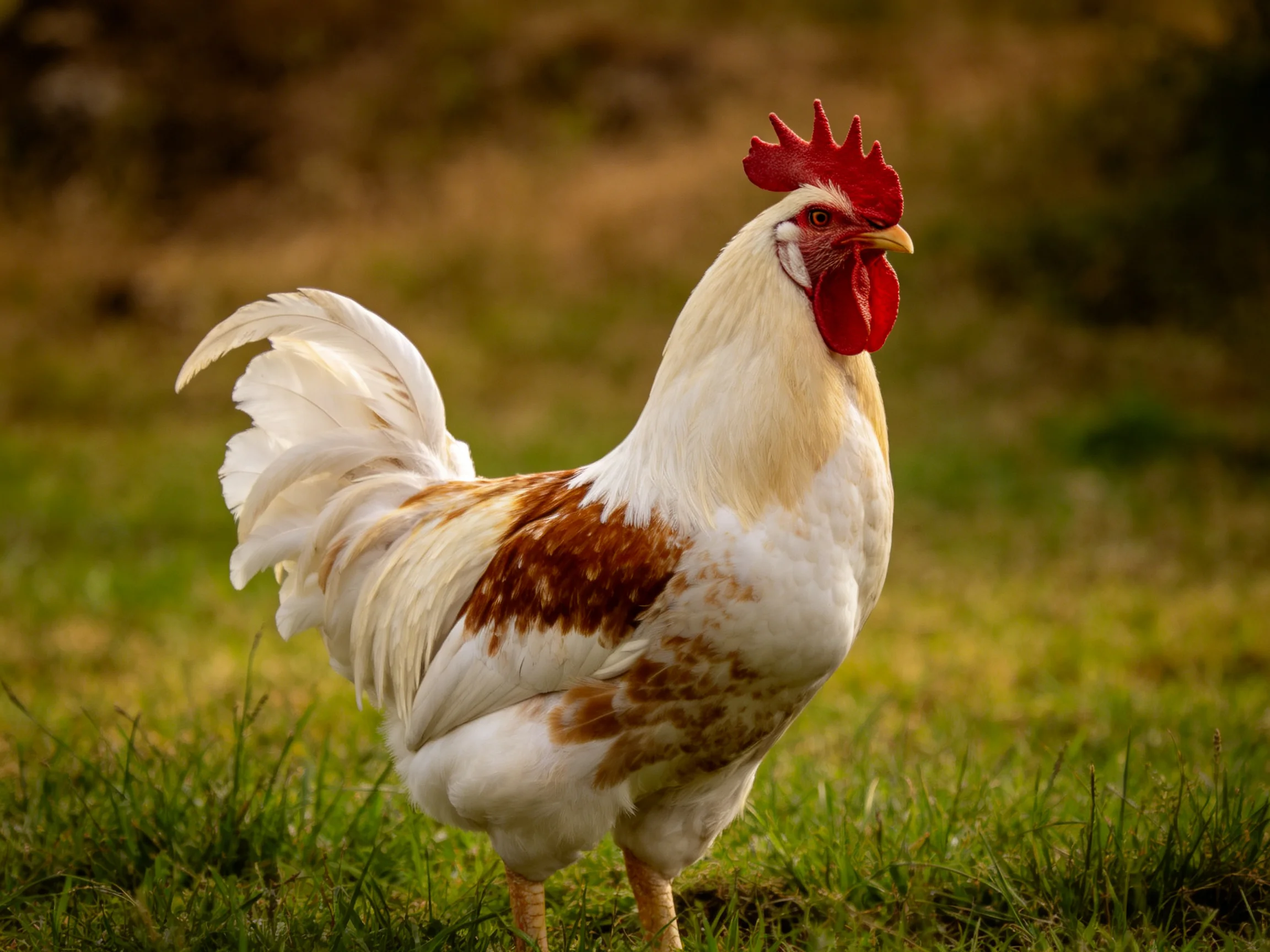 A rooster with white and brown plumage stands on grass in a natural setting.