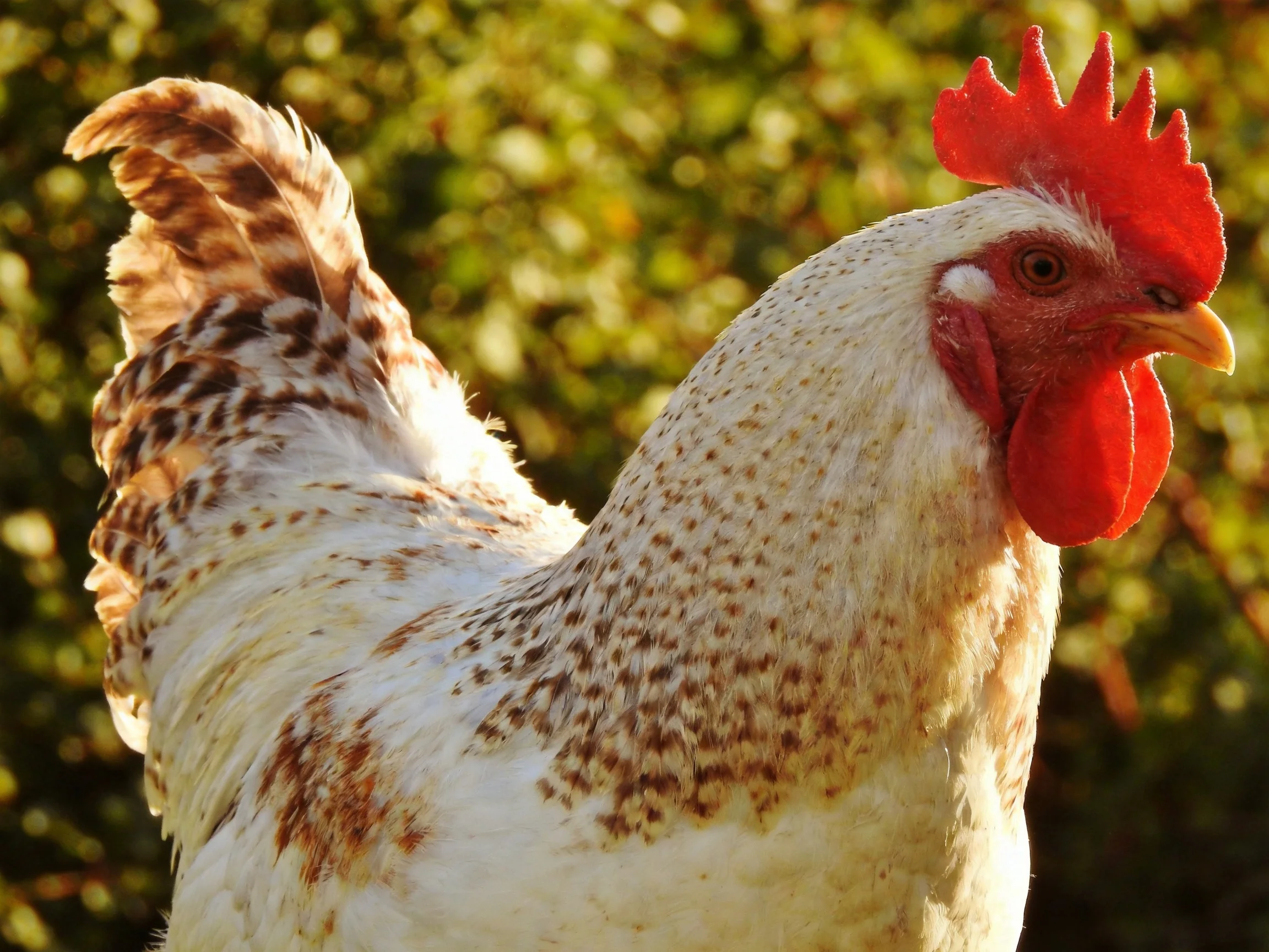 A rooster with white and brown speckled feathers and bright red comb