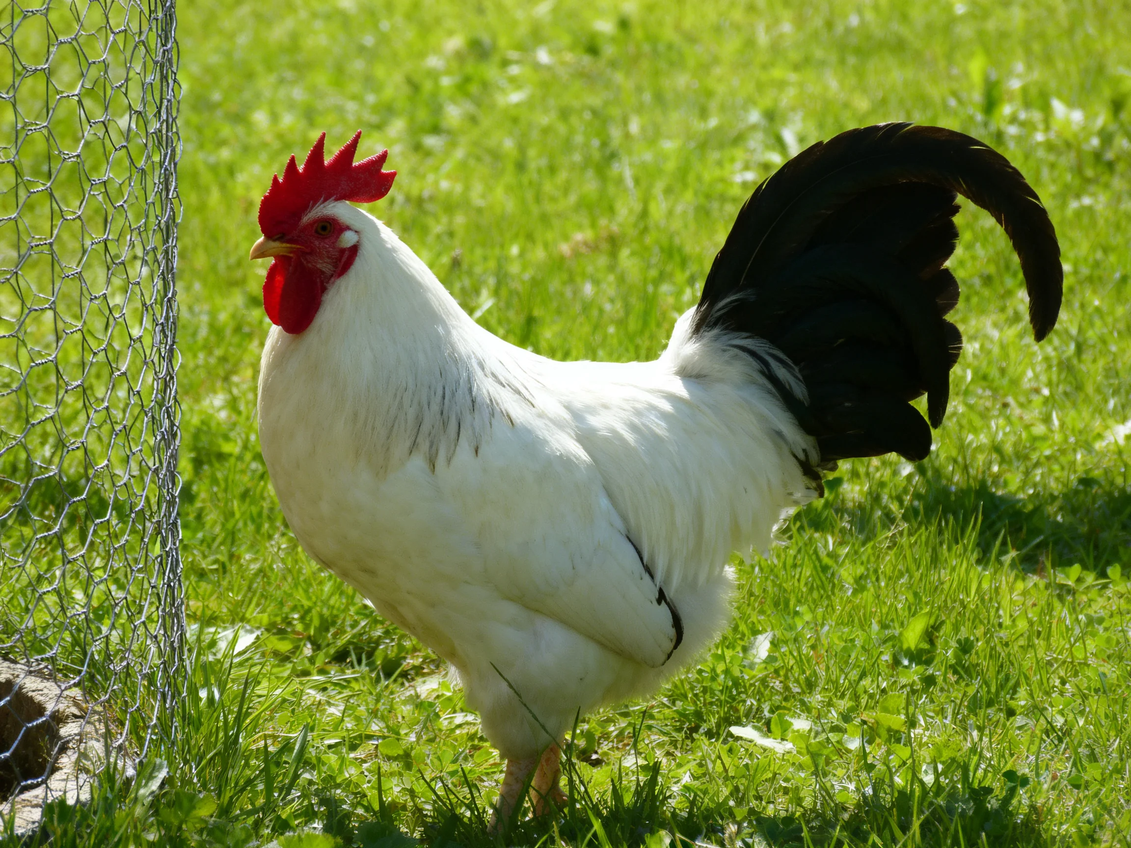 A rooster with white feathers and black tail stands near a wire fence in a grassy area.