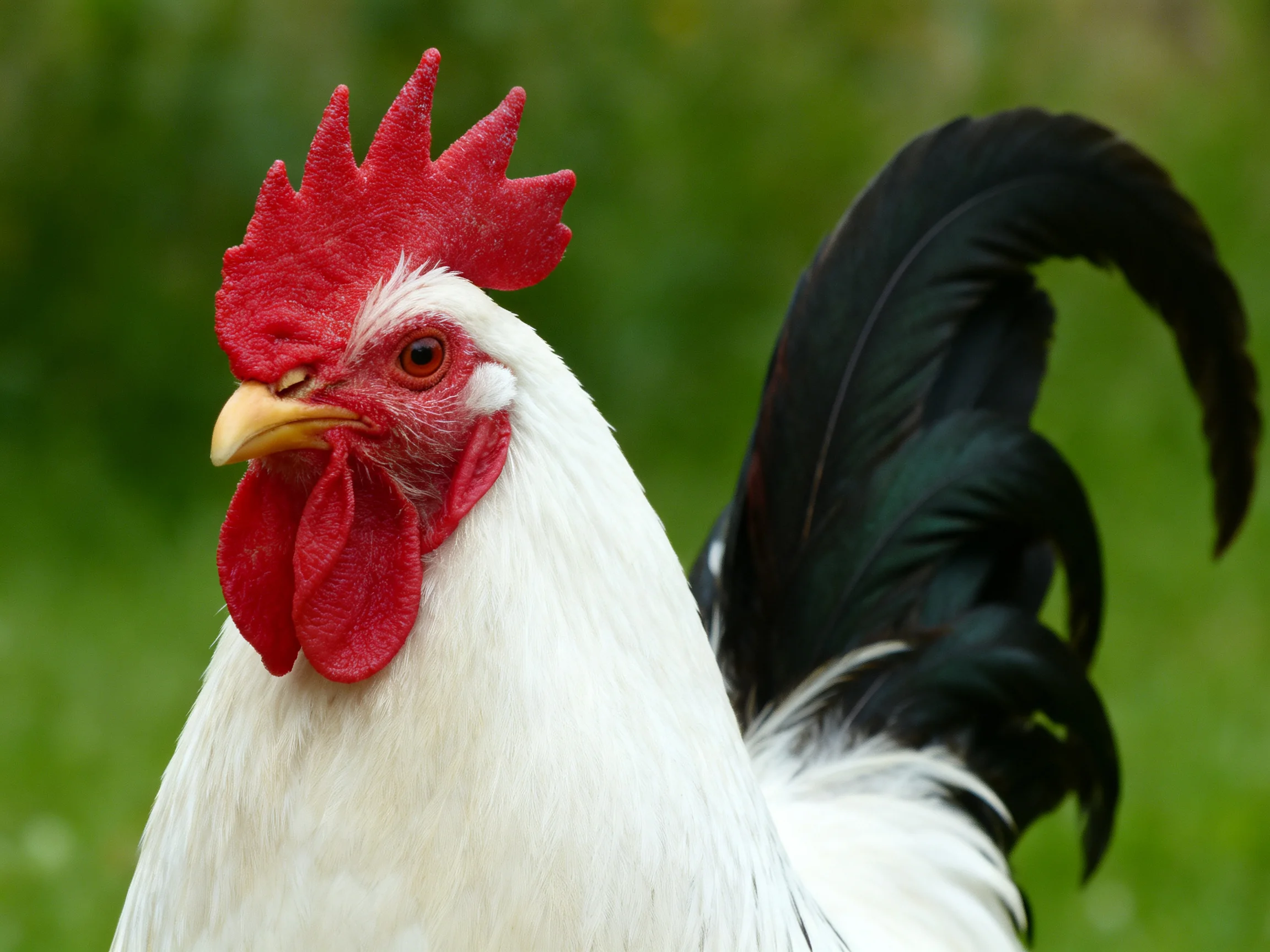 A rooster with white feathers, black tail, and vibrant red comb