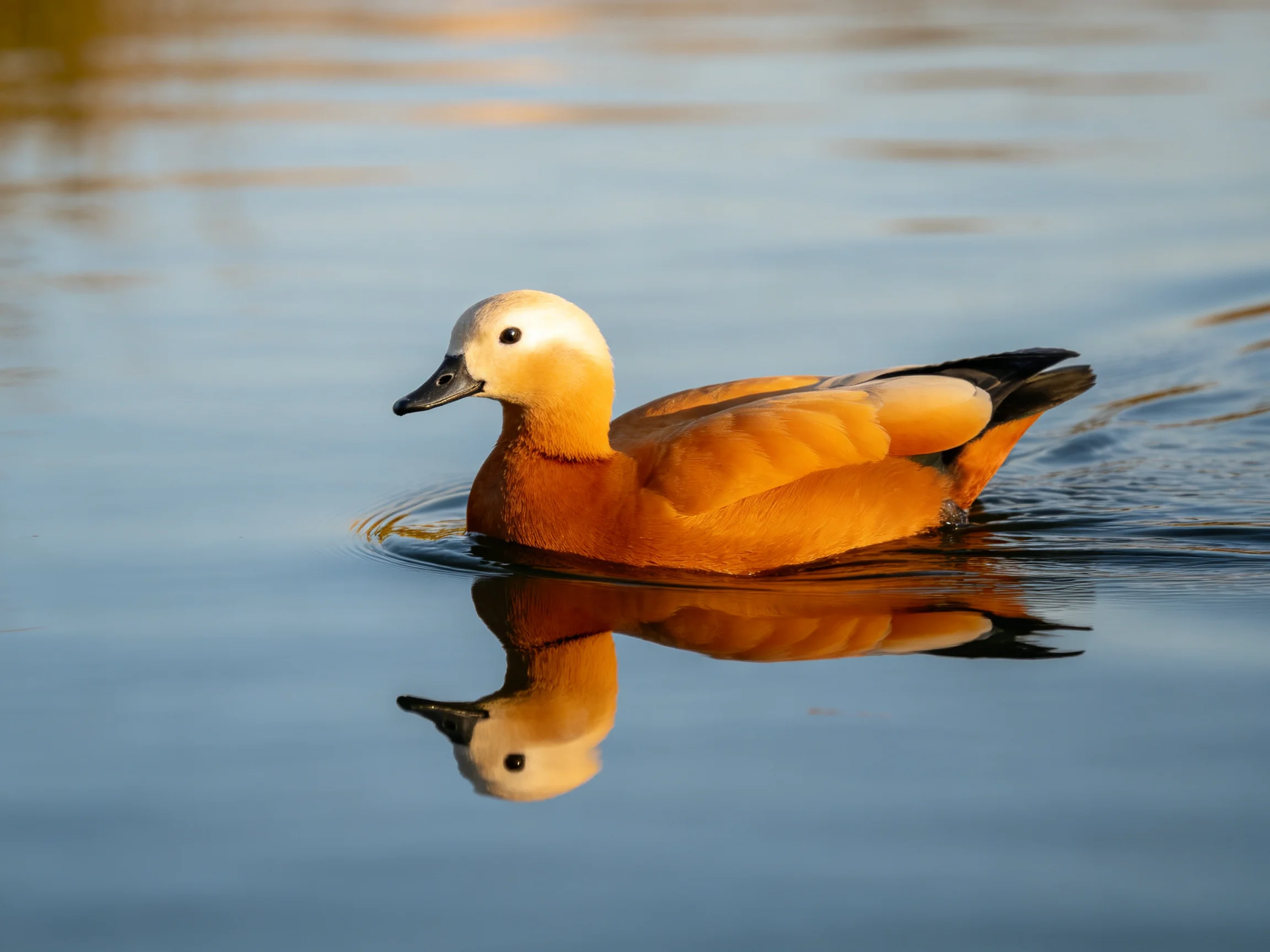 A ruddy shelduck gliding on calm blue water with a clear reflection