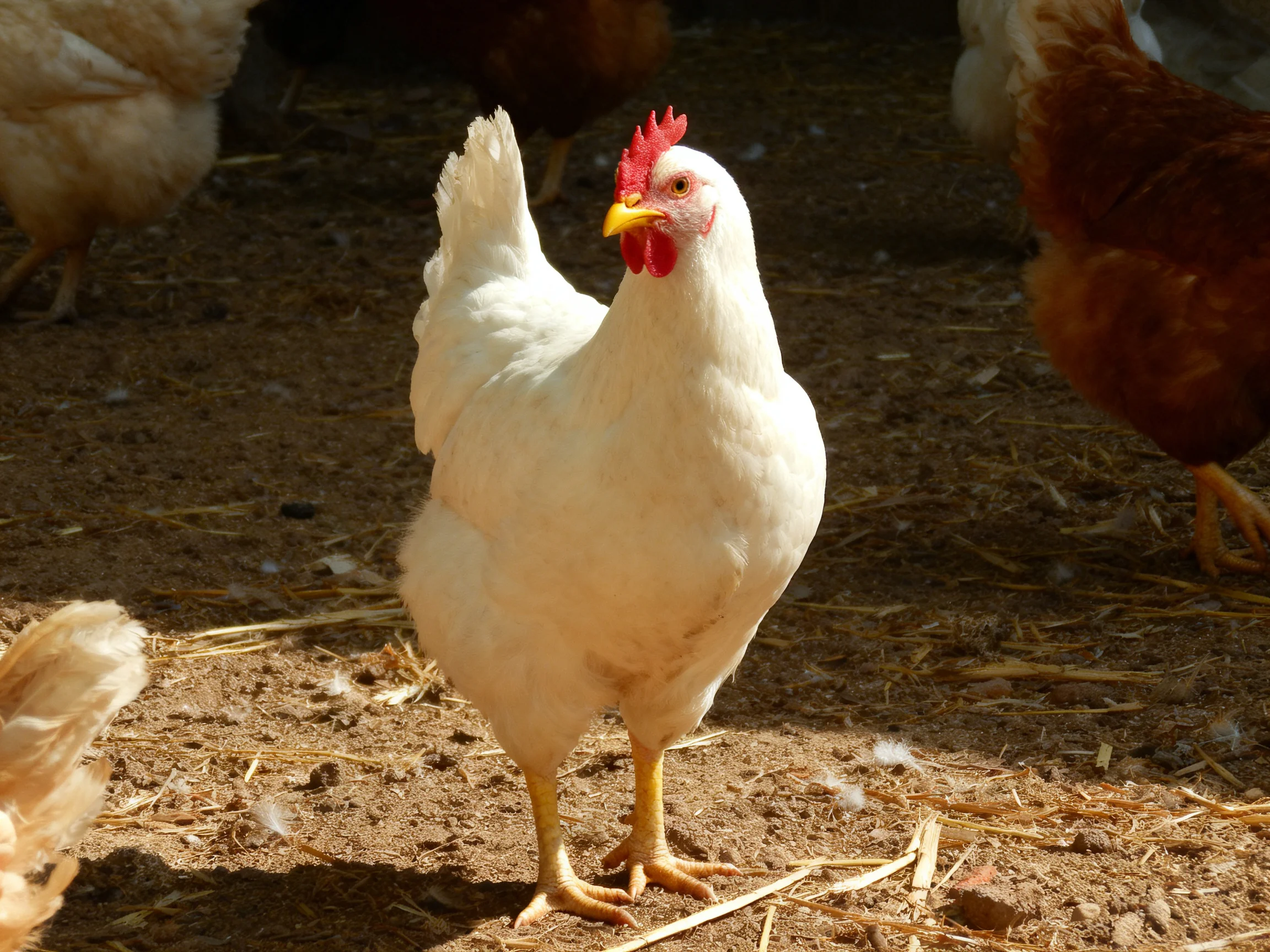 A white chicken stands prominently amid other chickens on a dirt and straw-laden area.