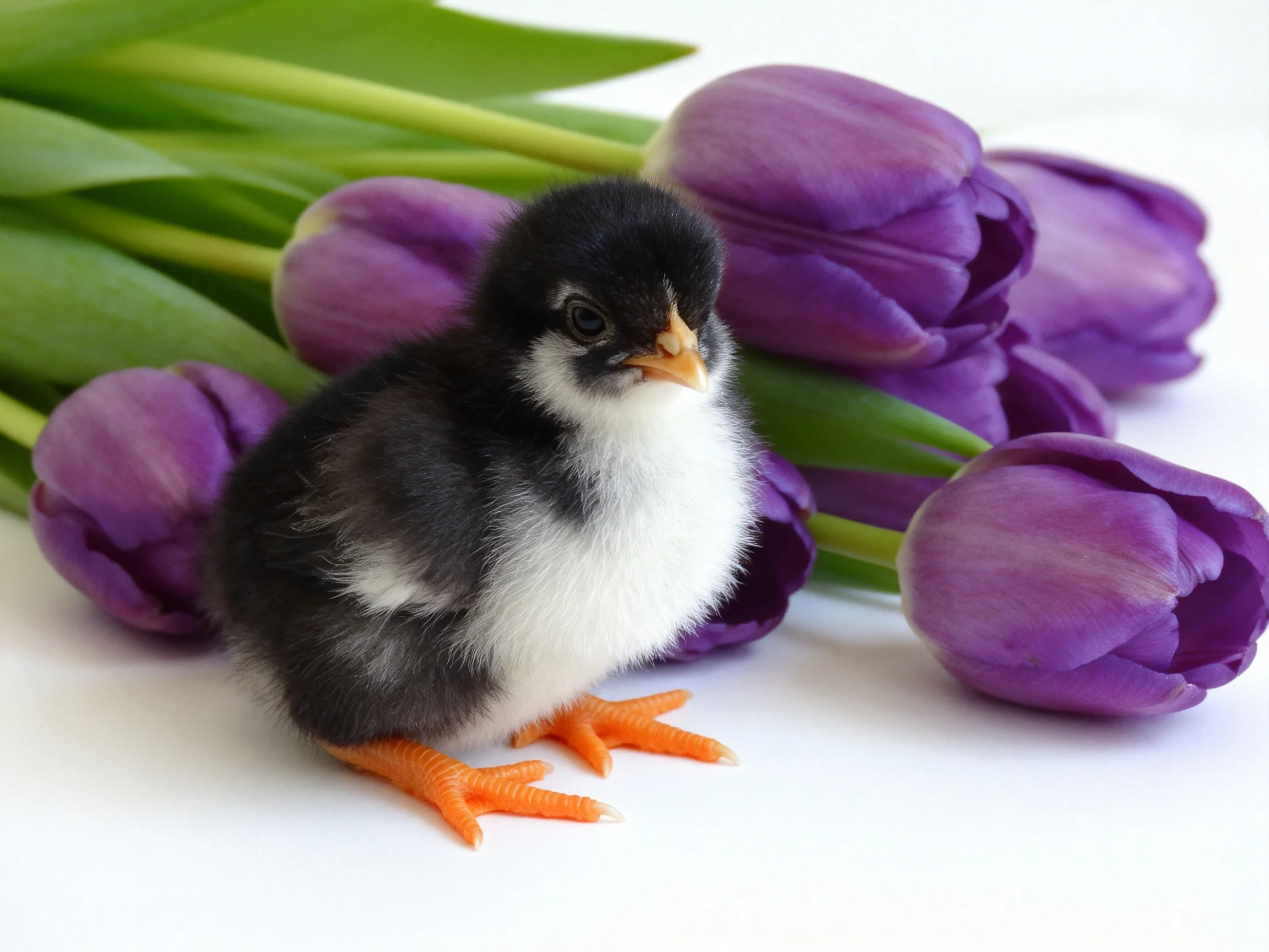 A small black-and-white chick with bright orange feet beside purple tulips