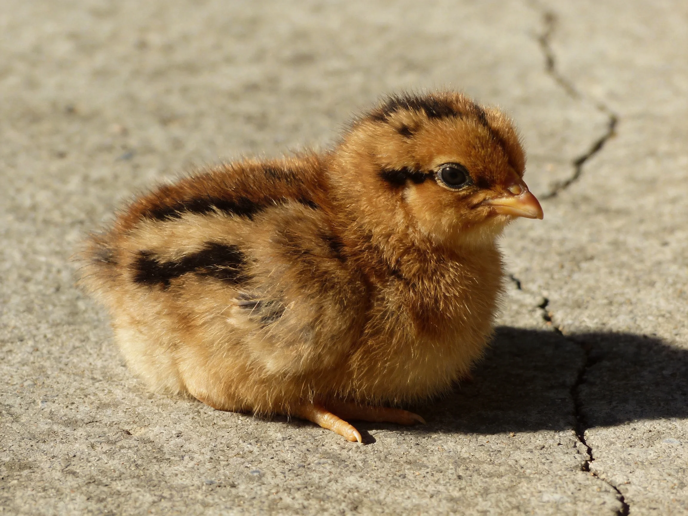 A small brown and black striped chick resting on cracked concrete