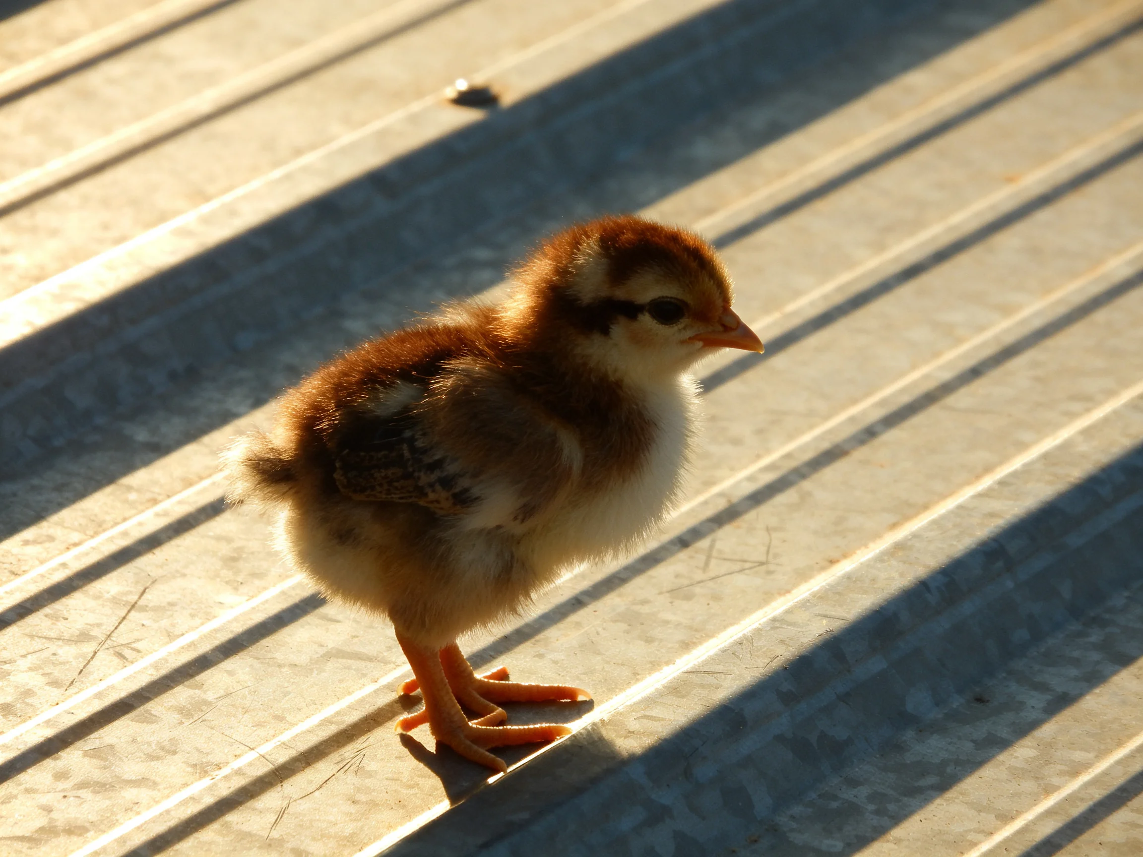 A young chick with brown and white plumage stands on a striped metallic surface.