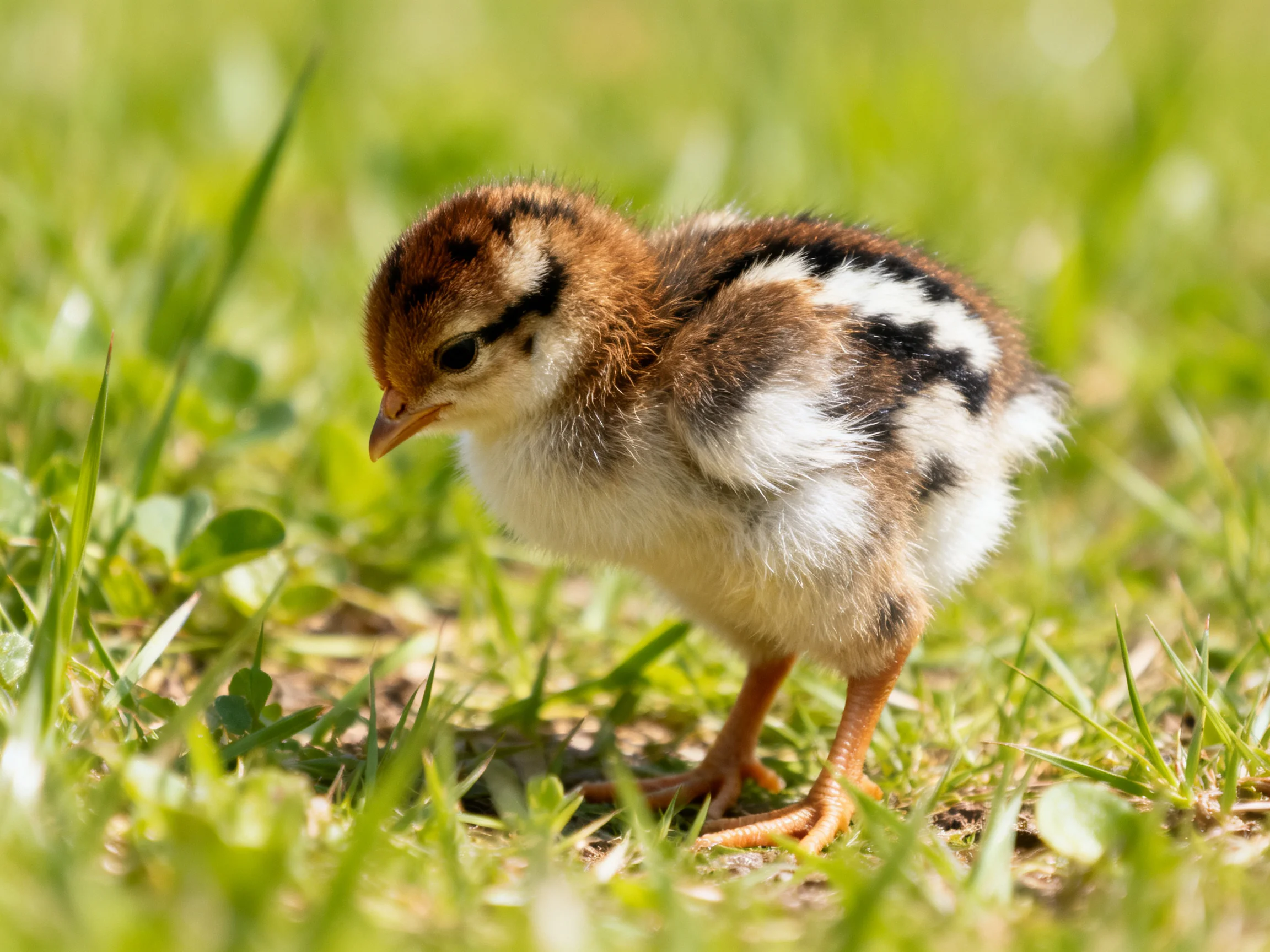 A small brown and white striped chick foraging in lush green grass