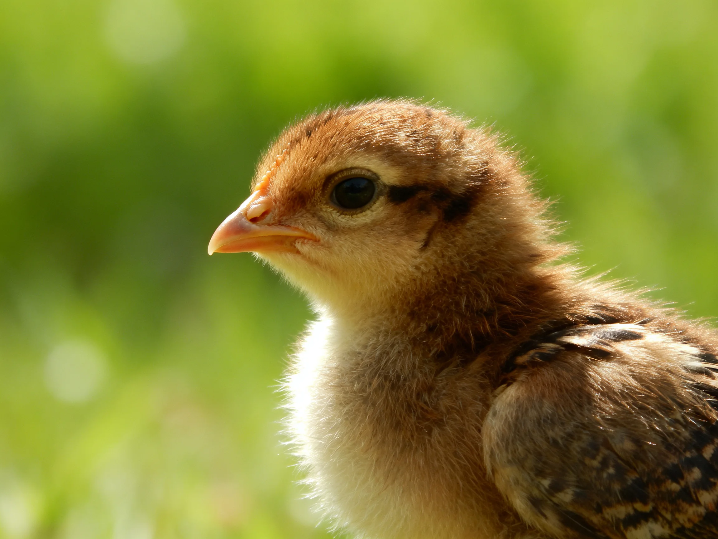 A small brown chick with fluffy downy feathers near blurred green foliage