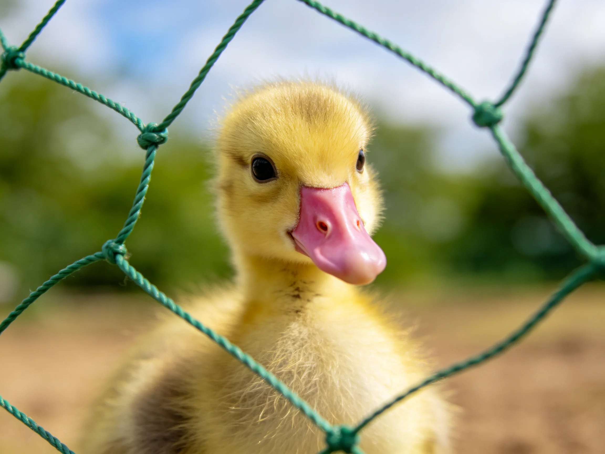 A small yellow duckling peeks through a green mesh fence outdoors