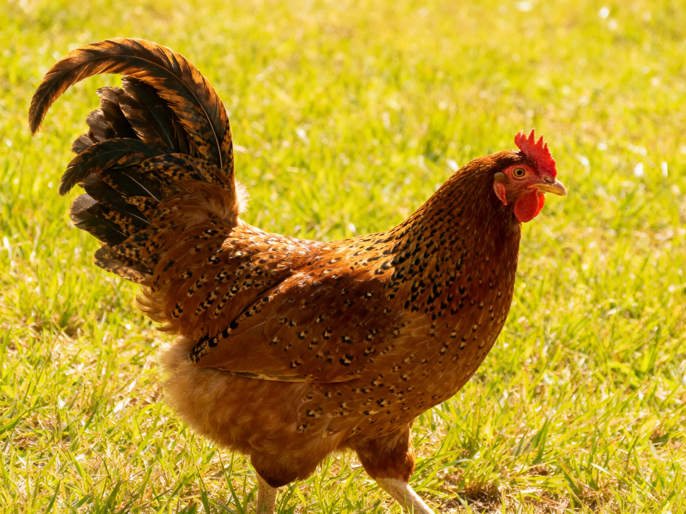 A speckled brown hen with a red comb walking on lush green grass