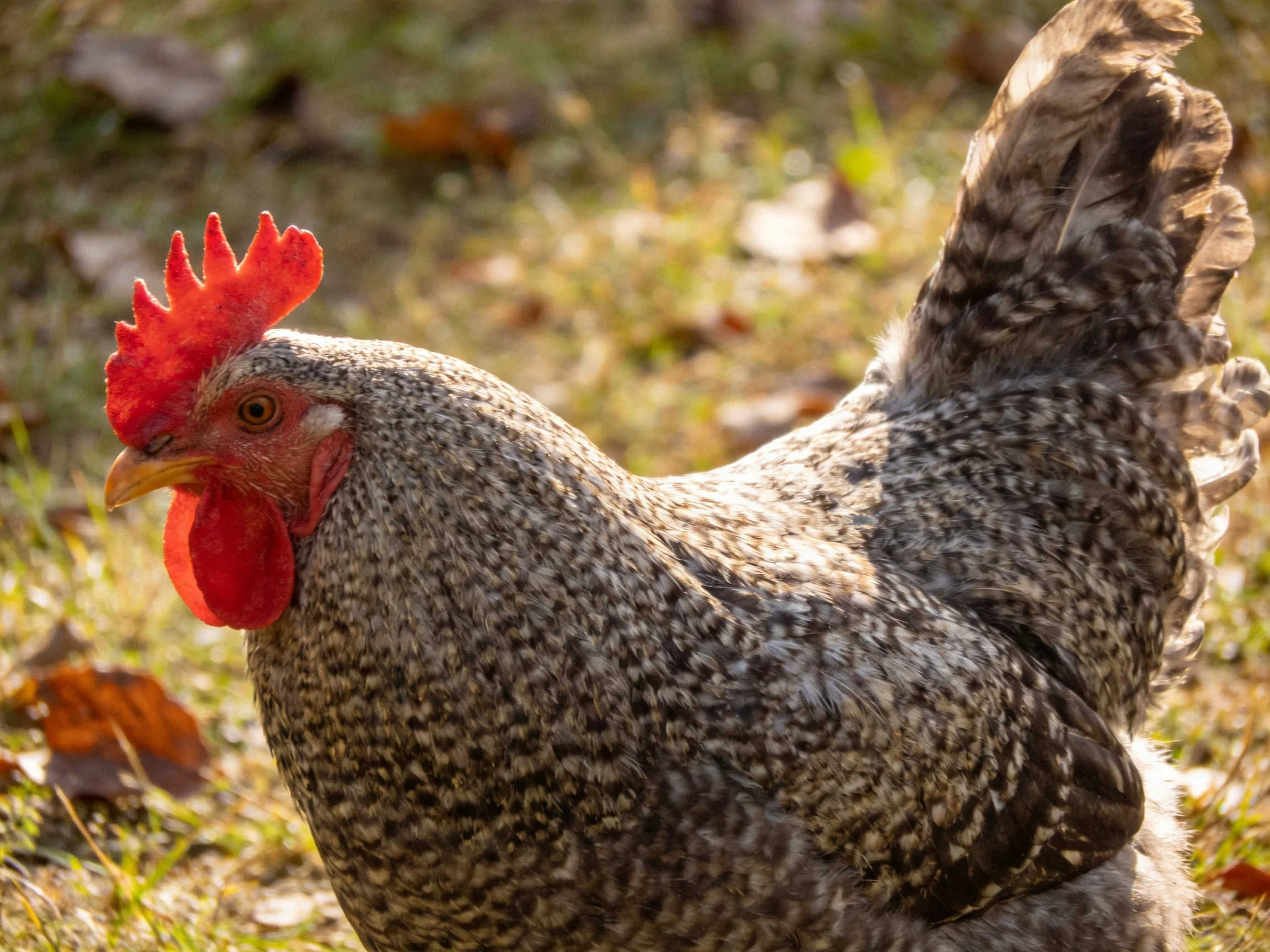 A speckled hen with vibrant red comb in a sunlit grassy area
