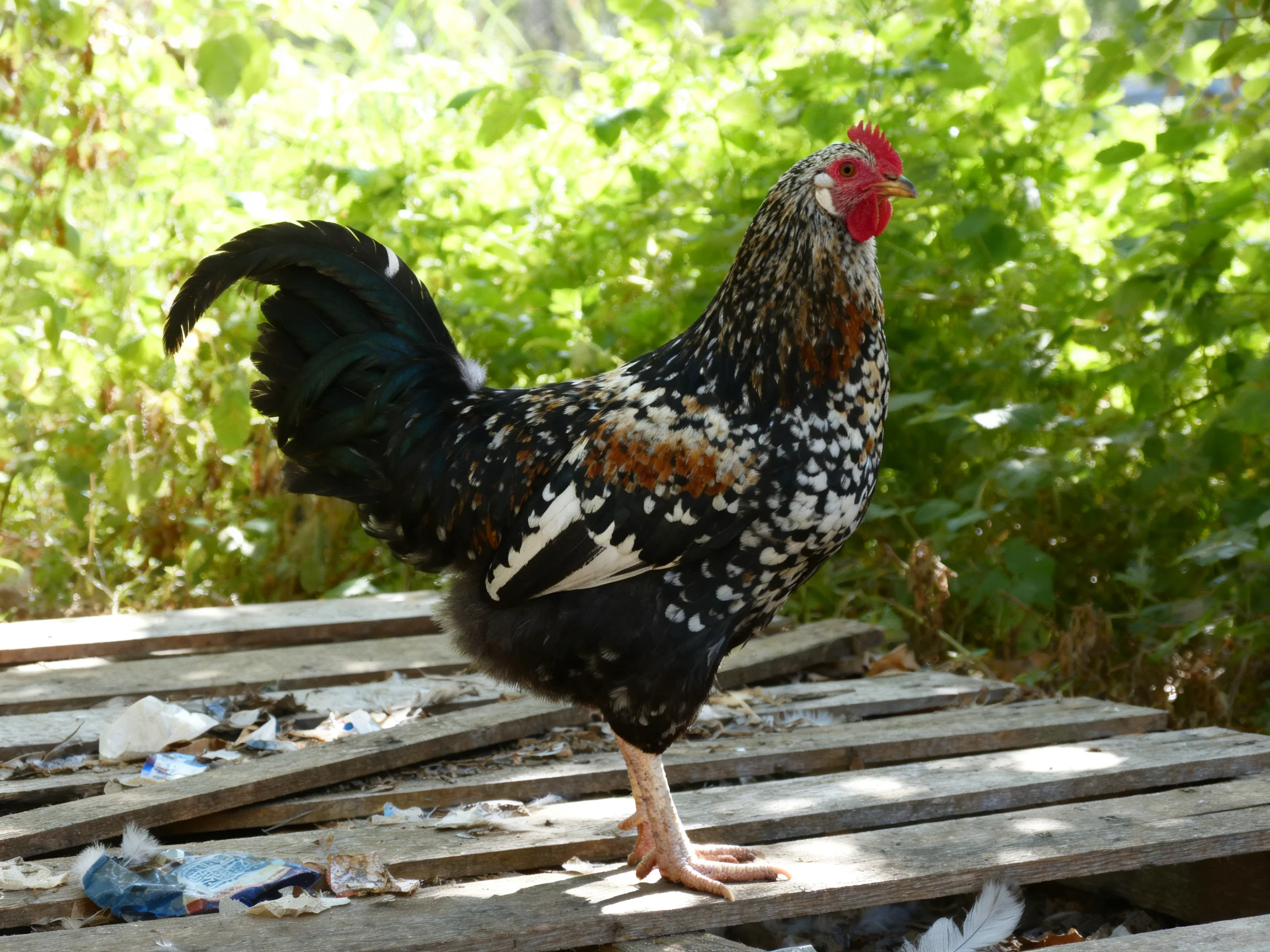 A speckled rooster stands on weathered wooden planks amid lush green foliage