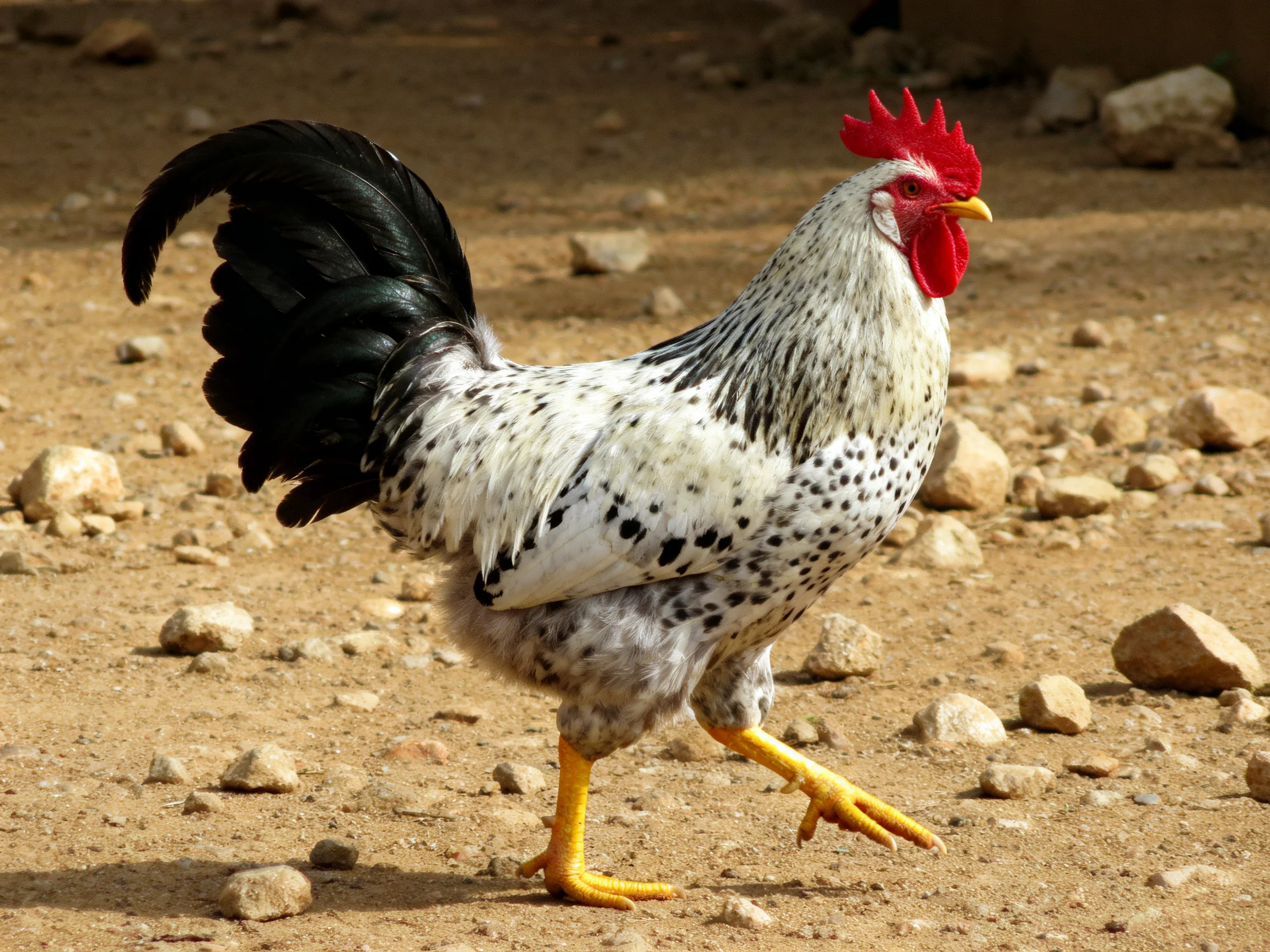 A speckled rooster with black tail and red comb walking on rocky ground
