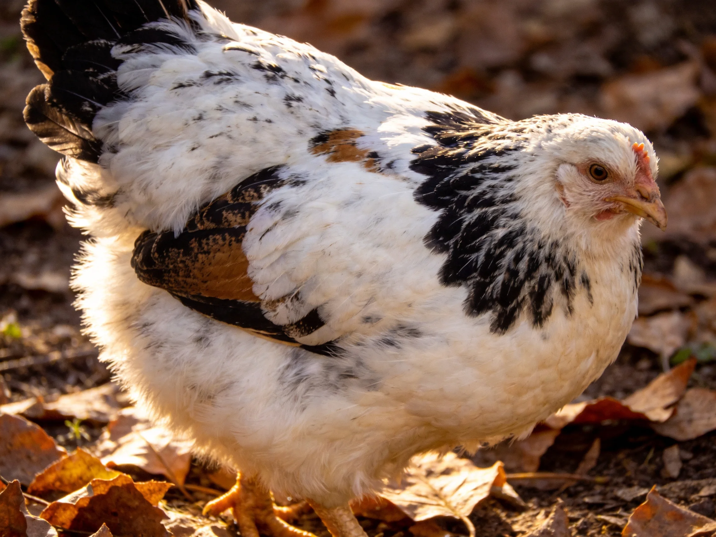 A speckled white and black chicken amidst dry autumn leaves