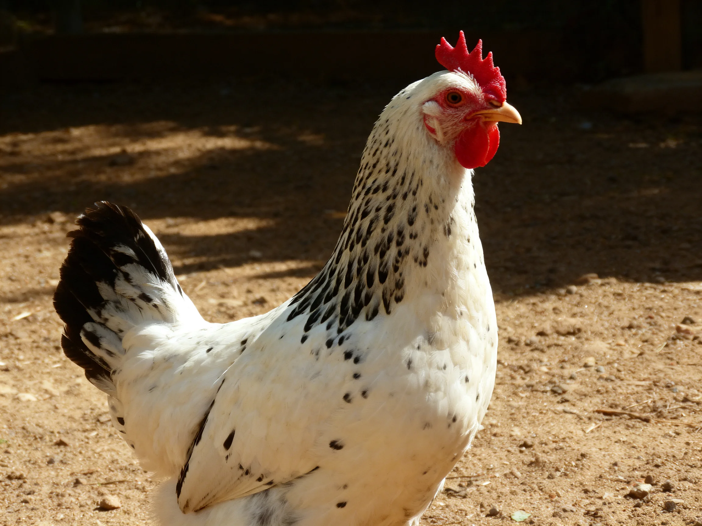 A speckled white chicken with a bright red comb stands on sunlit dirt