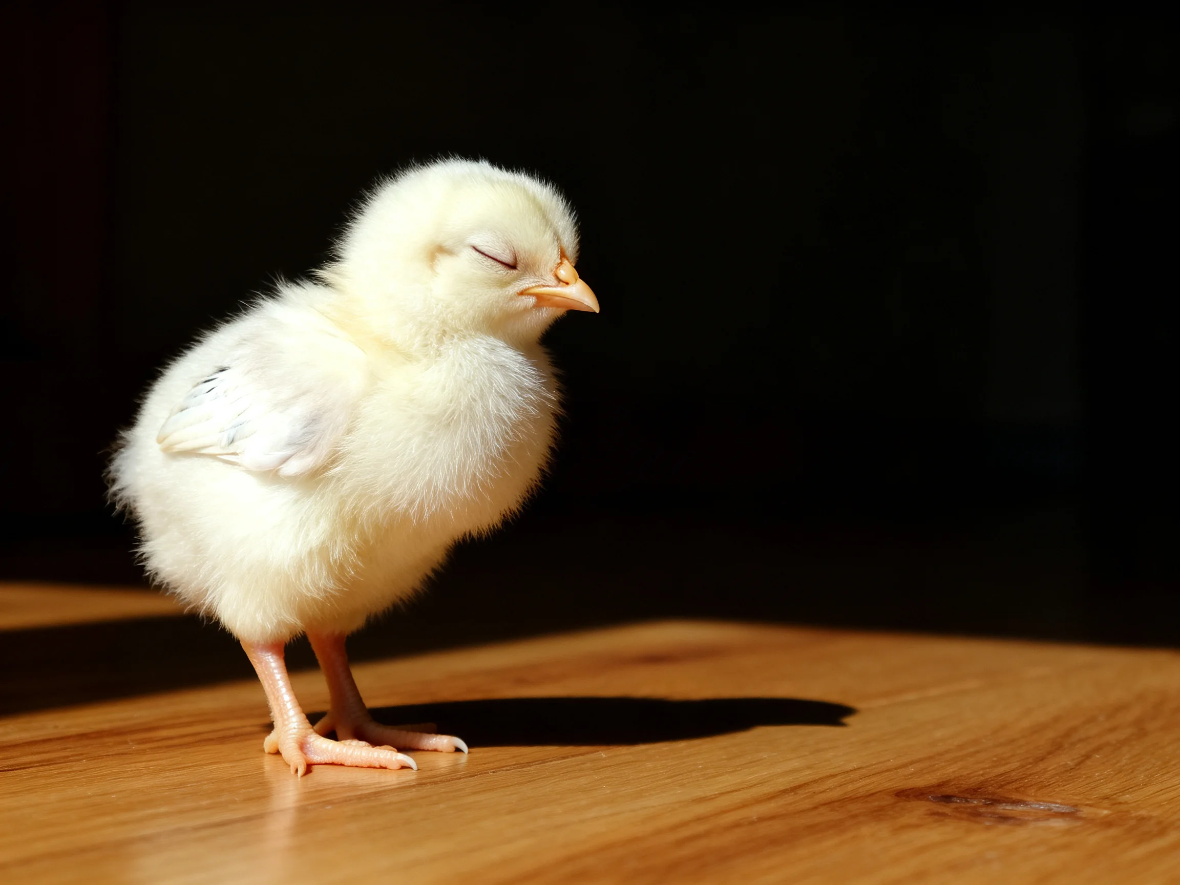 A tiny fluffy yellow chick stands on a smooth wooden surface