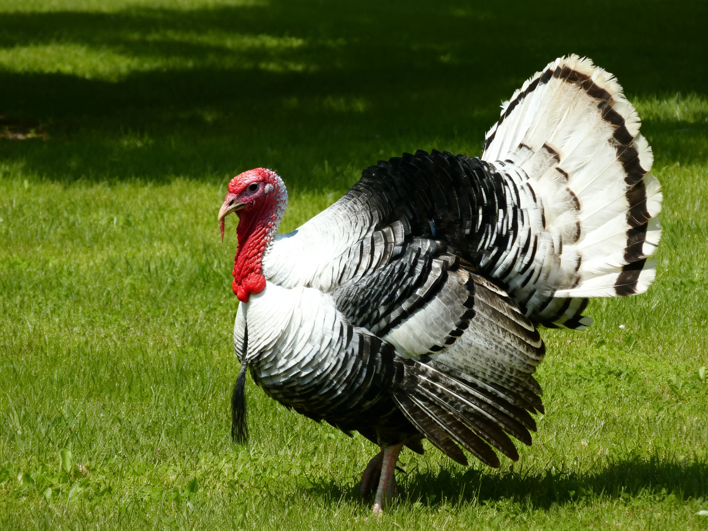 A turkey with black and white feathers stands on a grassy field.