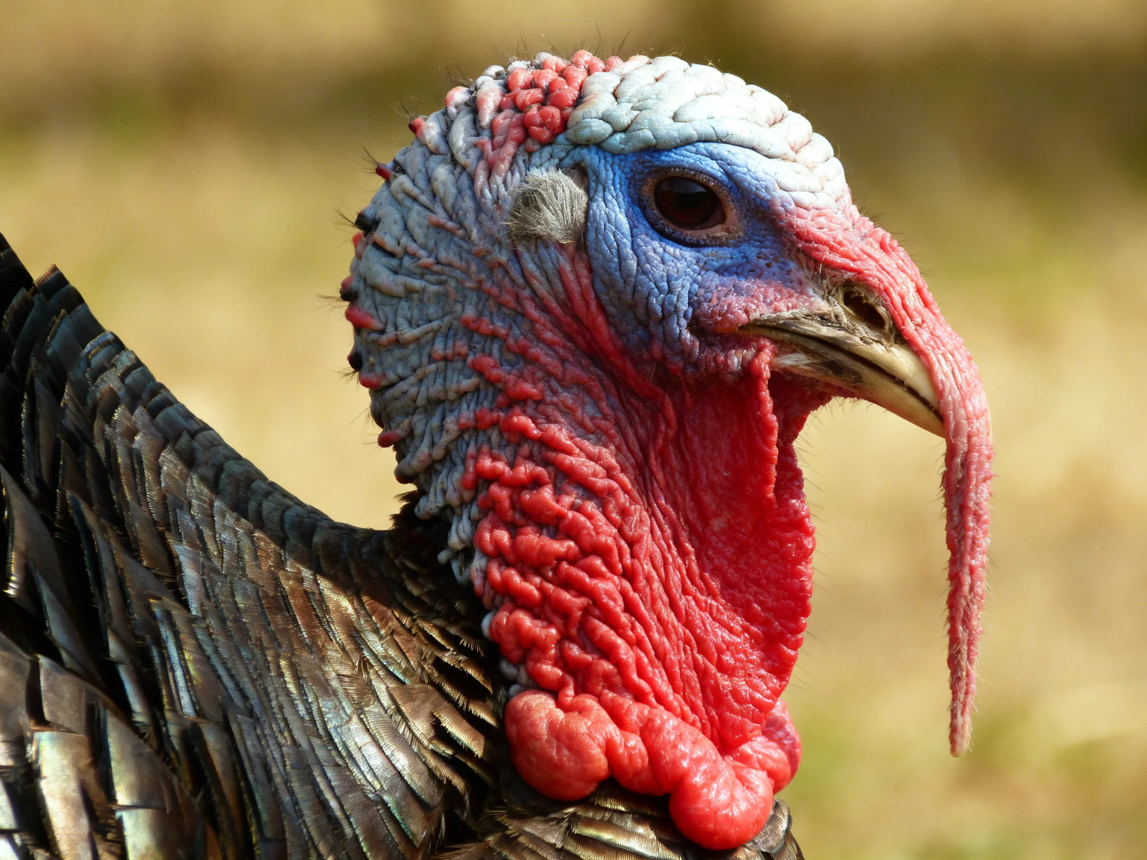 A turkey with vibrant red wattle, blue-gray head, and glossy black feathers