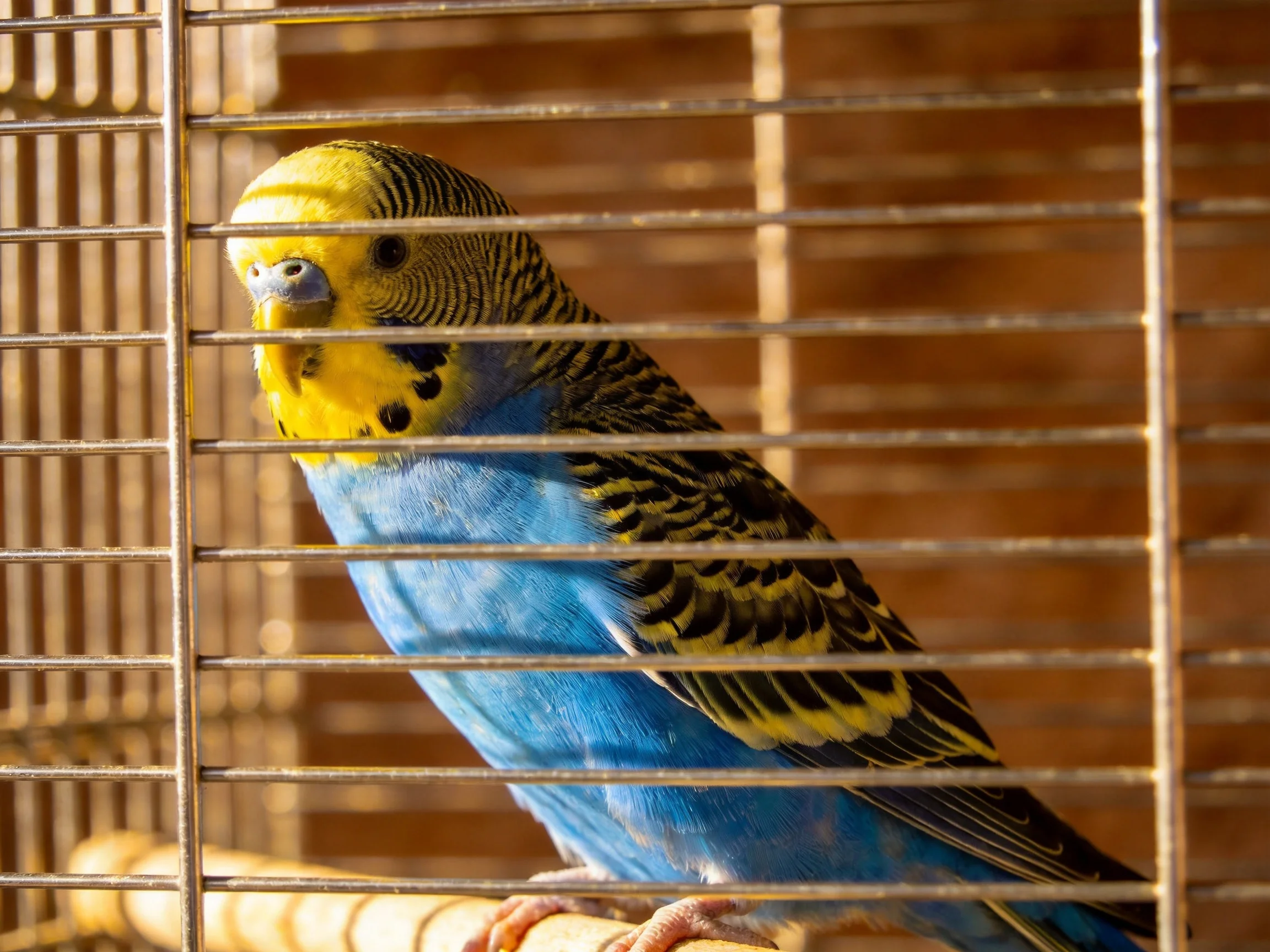 A vibrant blue and yellow parakeet inside a metal cage