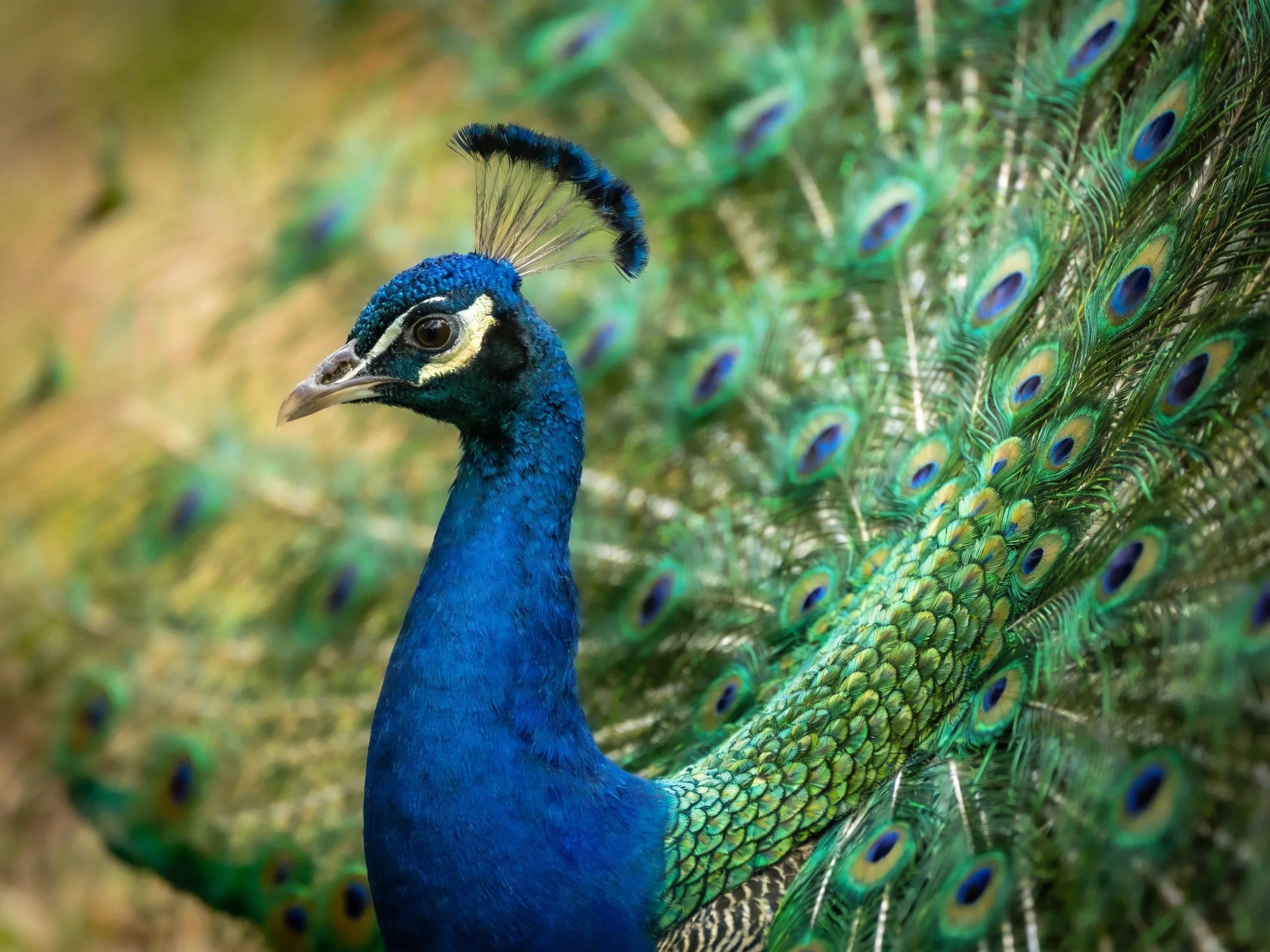 A vibrant blue peacock displays colorful eye-patterned tail feathers