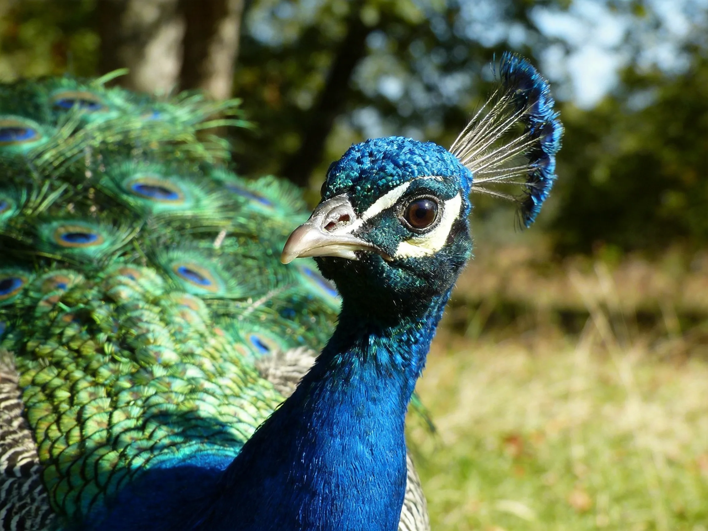 A vibrant blue peacock displays iridescent green tail feathers in a sunlit outdoor setting