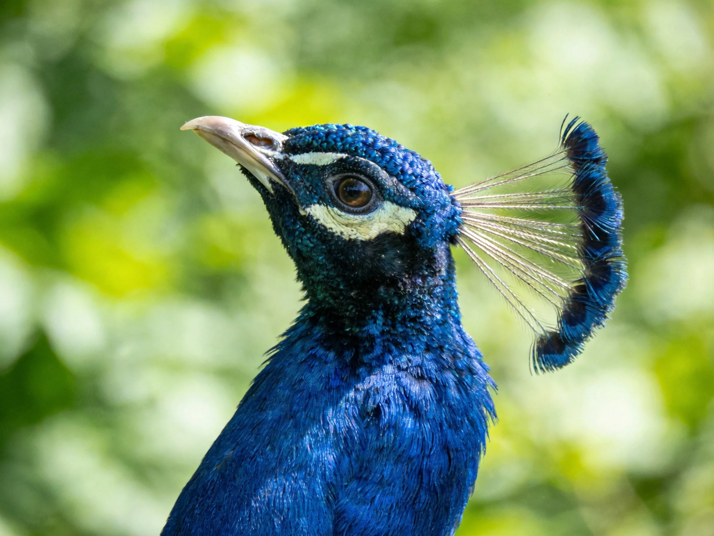 A vibrant blue peacock with a fan - like feather crest amidst lush green foliage