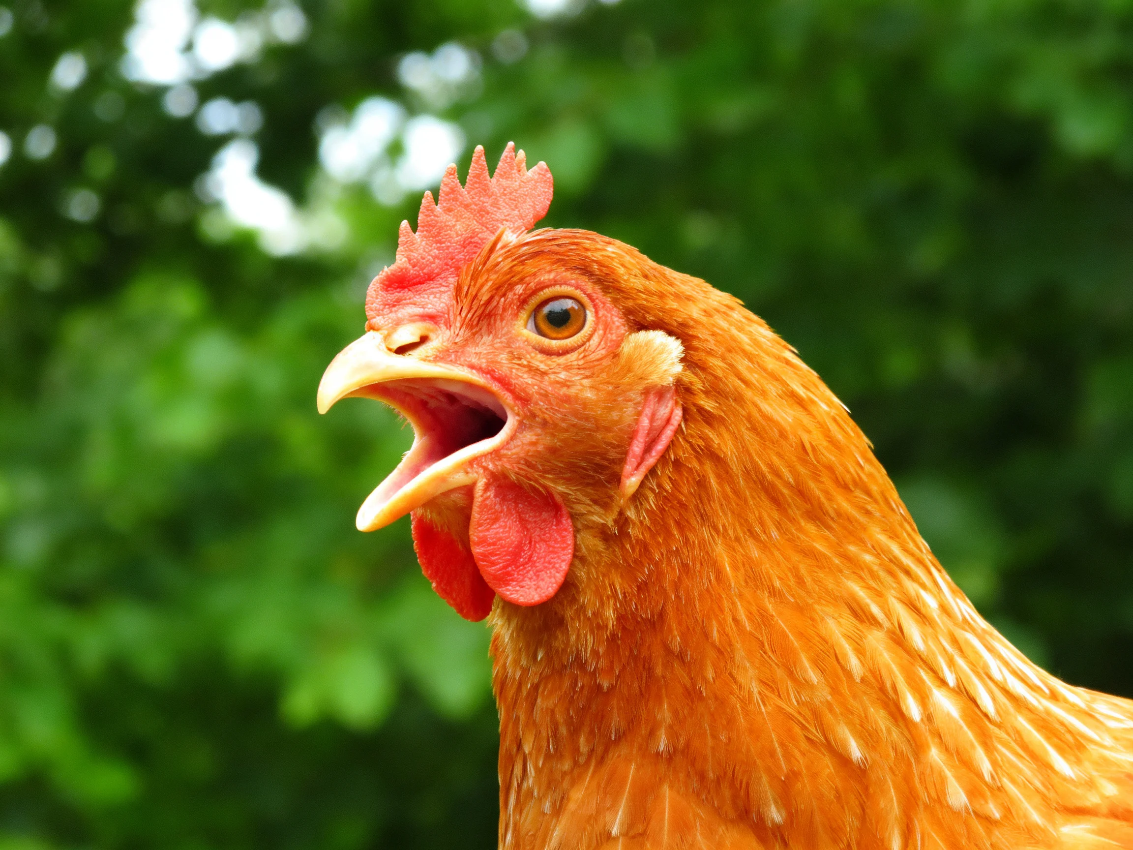 A vibrant brown hen with red comb and open beak