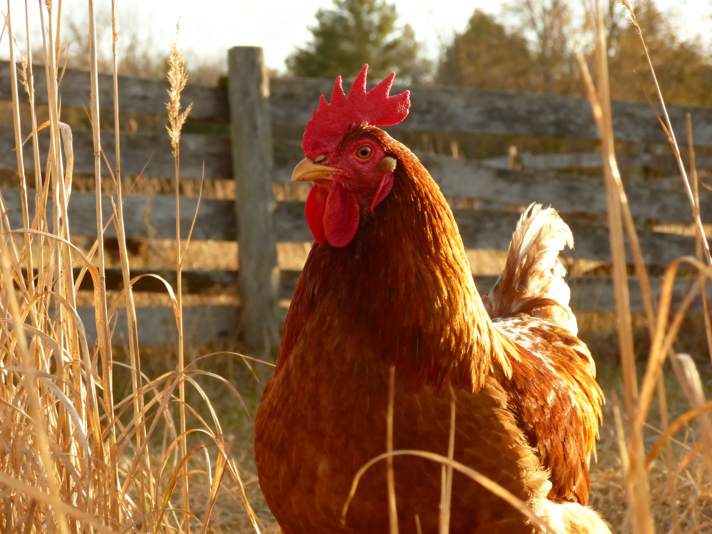 A vibrant brown rooster stands among golden tall grass near an aged wooden fence