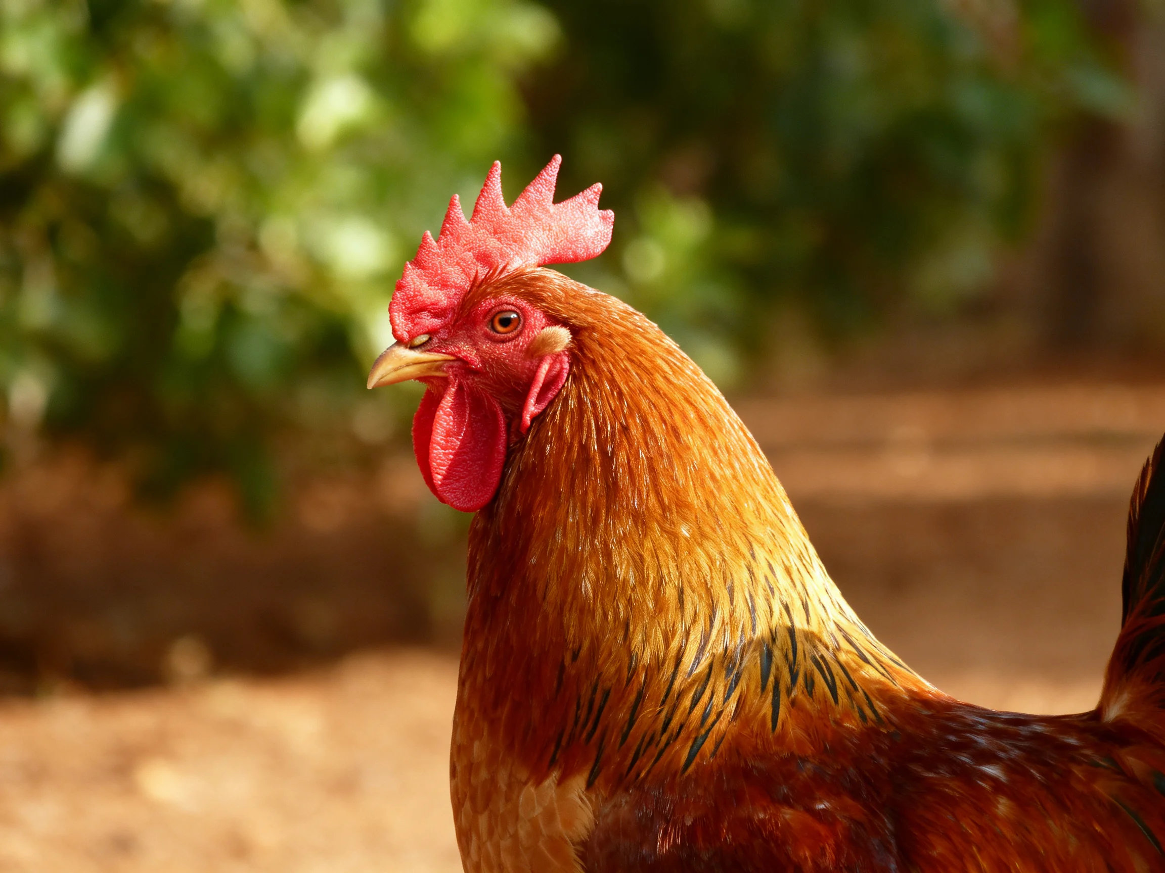 A vibrant brown rooster with bright red comb and wattles