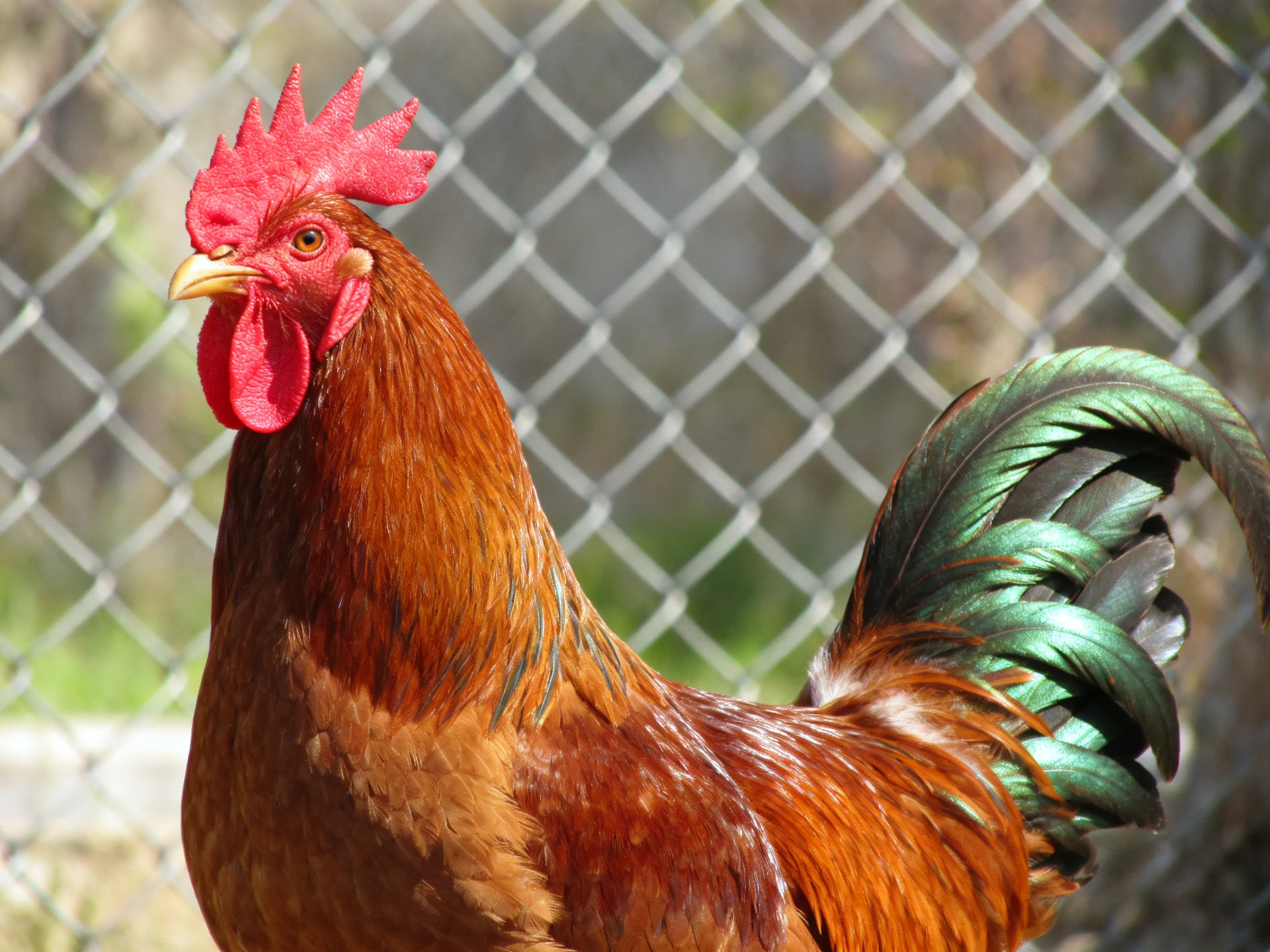 A vibrant brown rooster with iridescent green tail near a chain-link fence