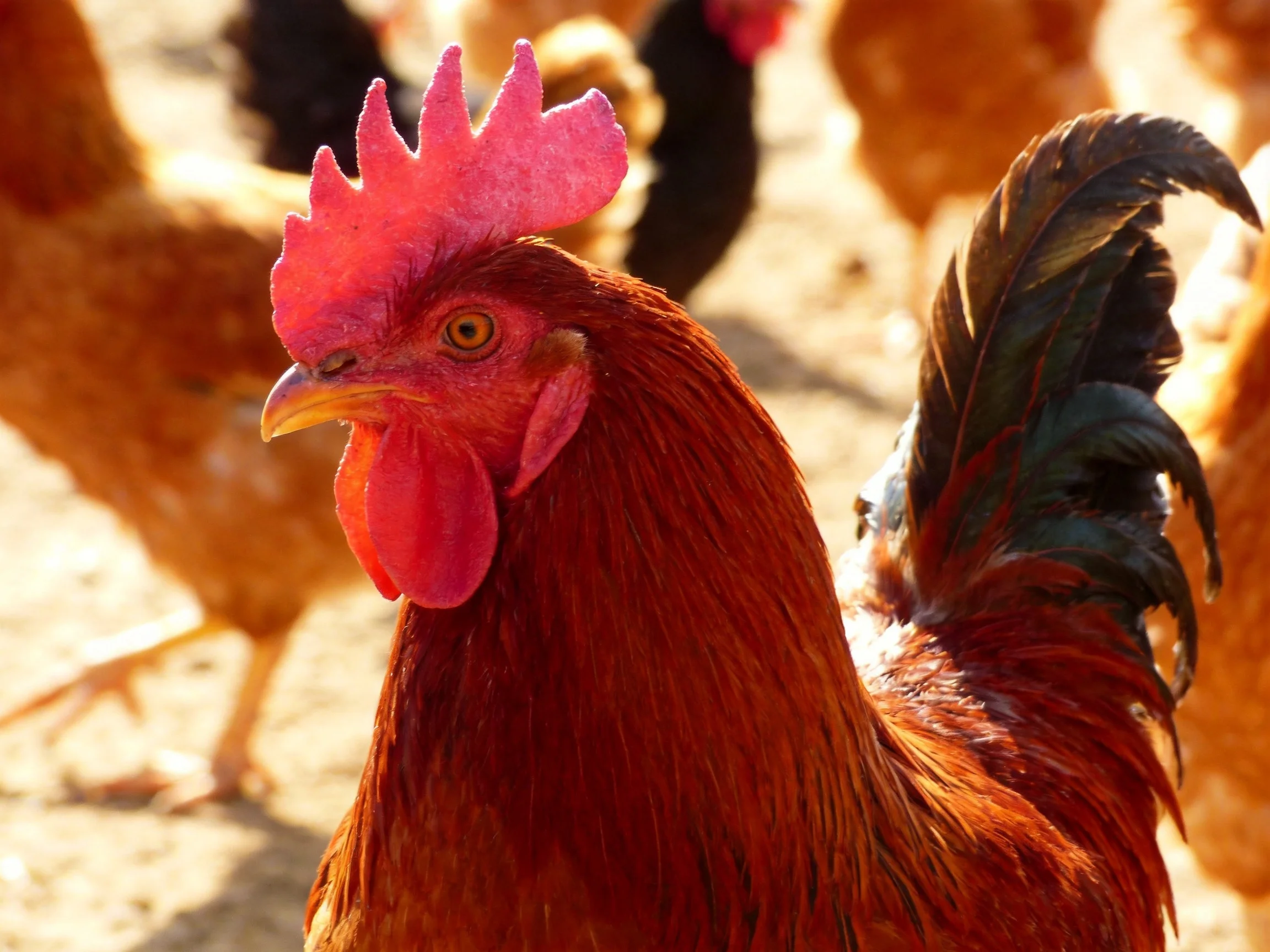A vibrant brown rooster with pink comb and dark tail feathers among chickens
