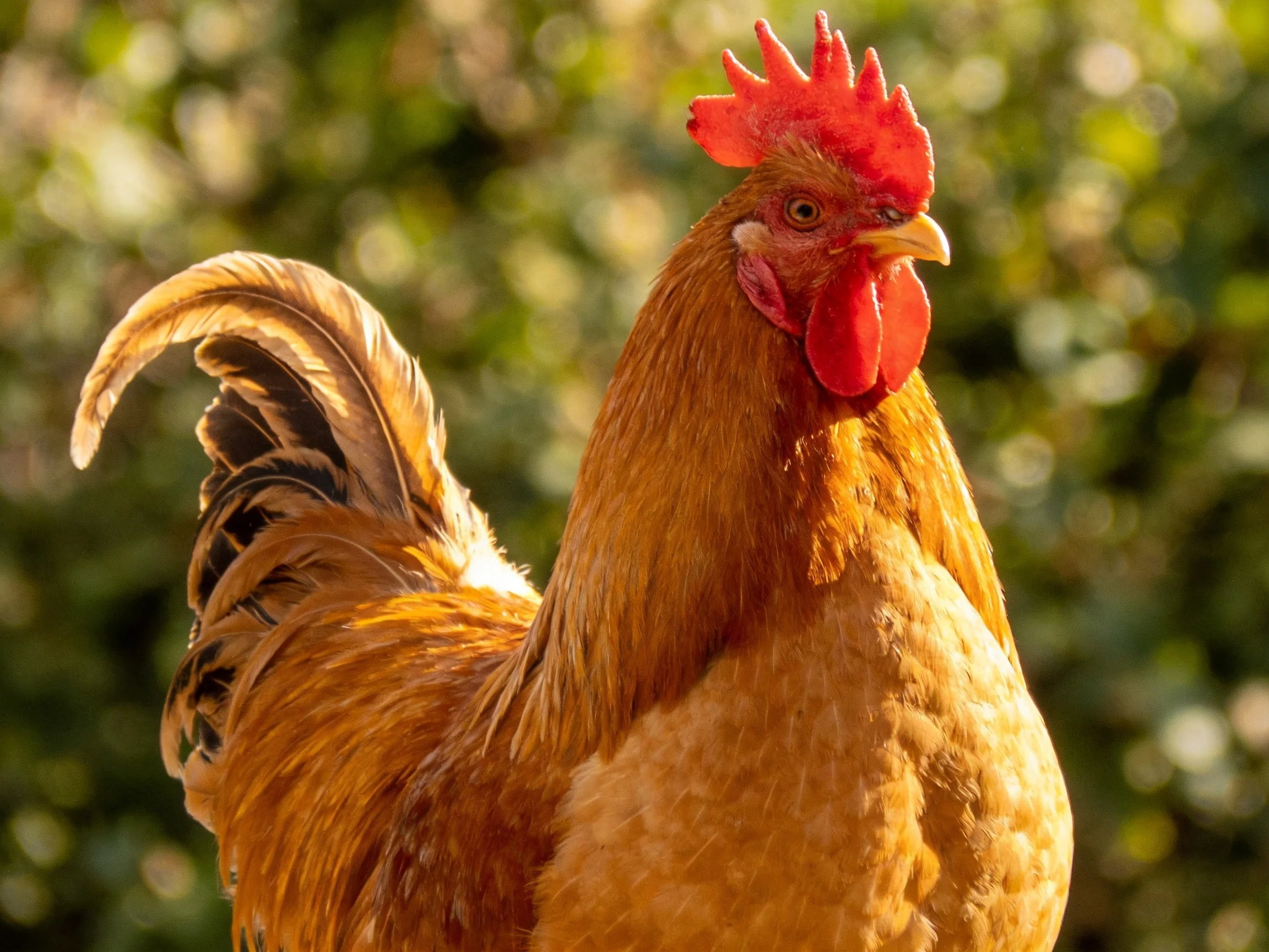 A vibrant brown rooster with red comb and tail feathers in natural light