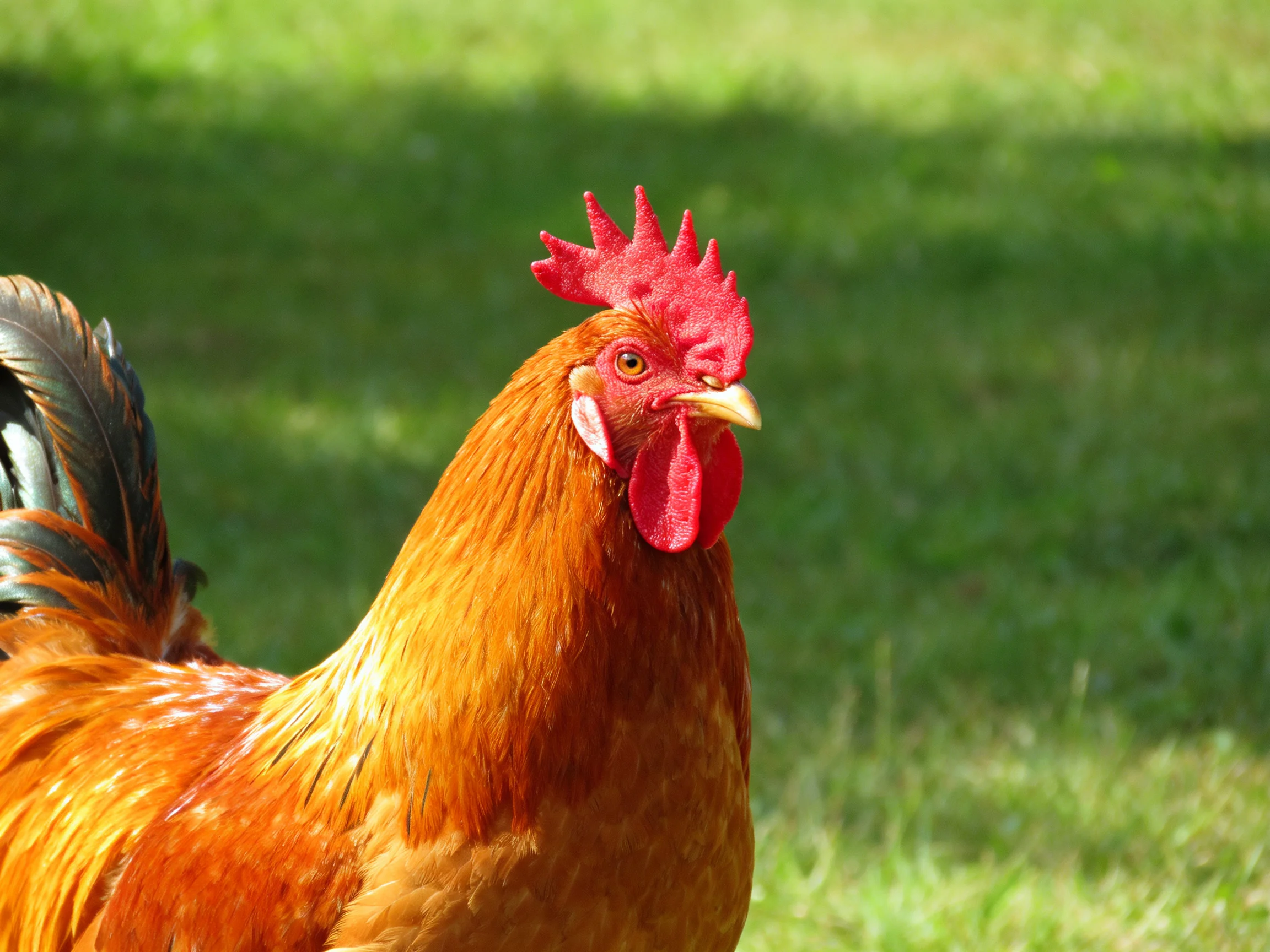 A rooster with reddish-brown plumage stands on green grass.