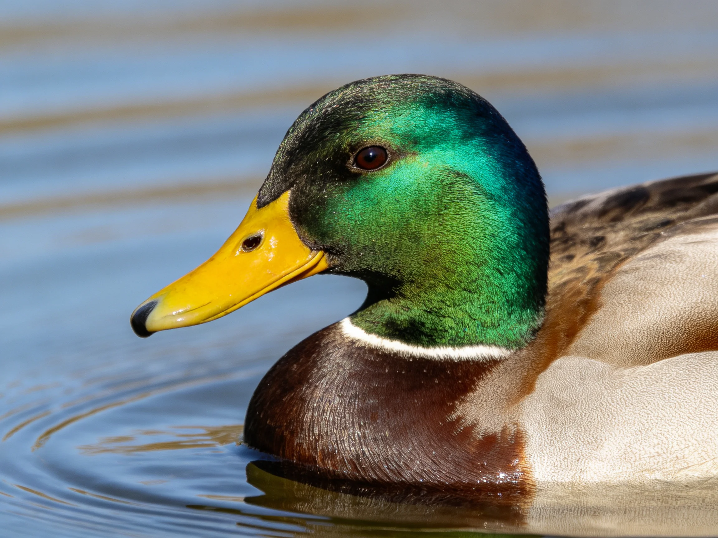 A vibrant green-headed duck with a yellow bill swims in blue water