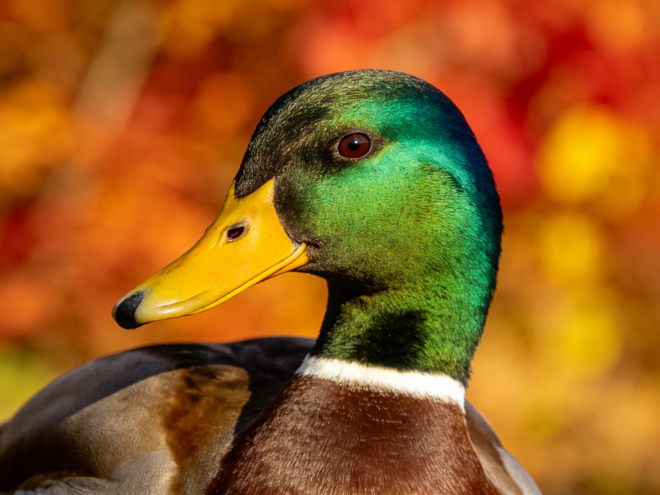 A vibrant green-headed duck with yellow bill, brown feathers, amidst autumn-colored backdrop
