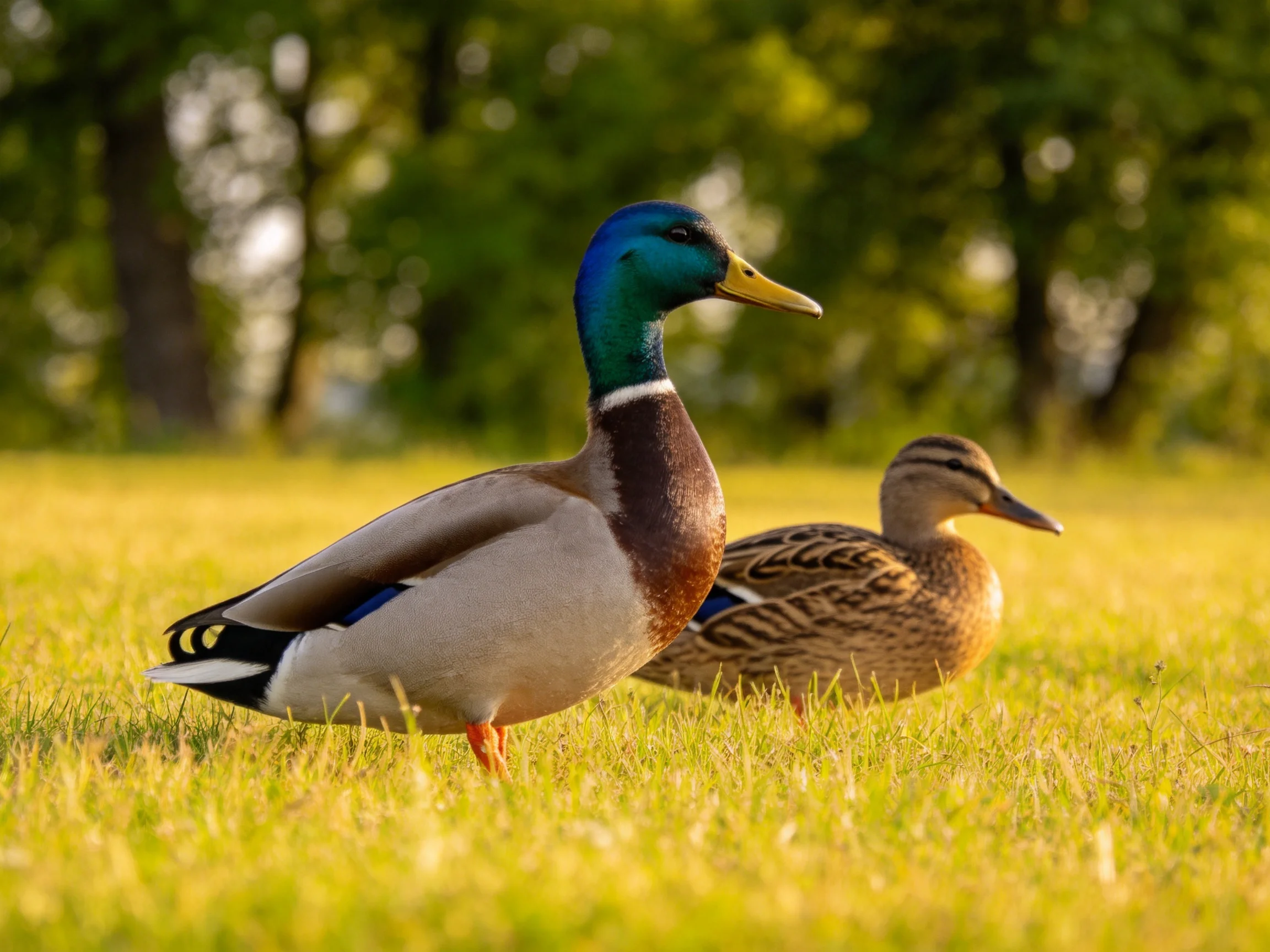 A vibrant male mallard and brown-feathered duck on sunlit grass