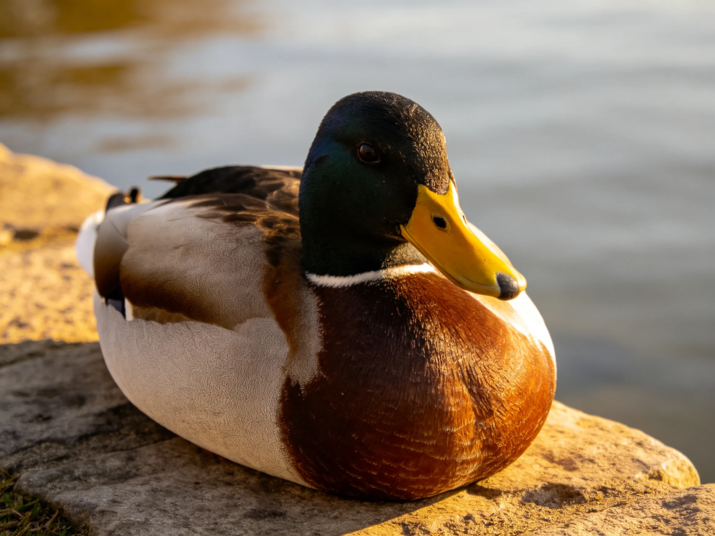 A vibrant mallard duck resting on a stone ledge near tranquil water