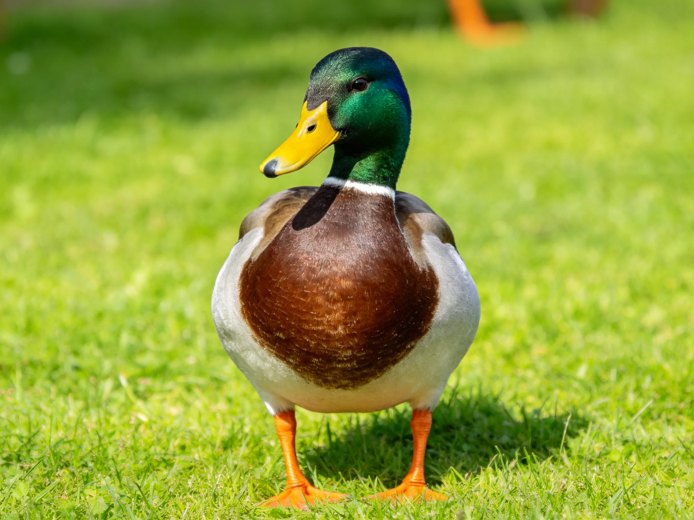 A vibrant mallard duck standing on lush green grass