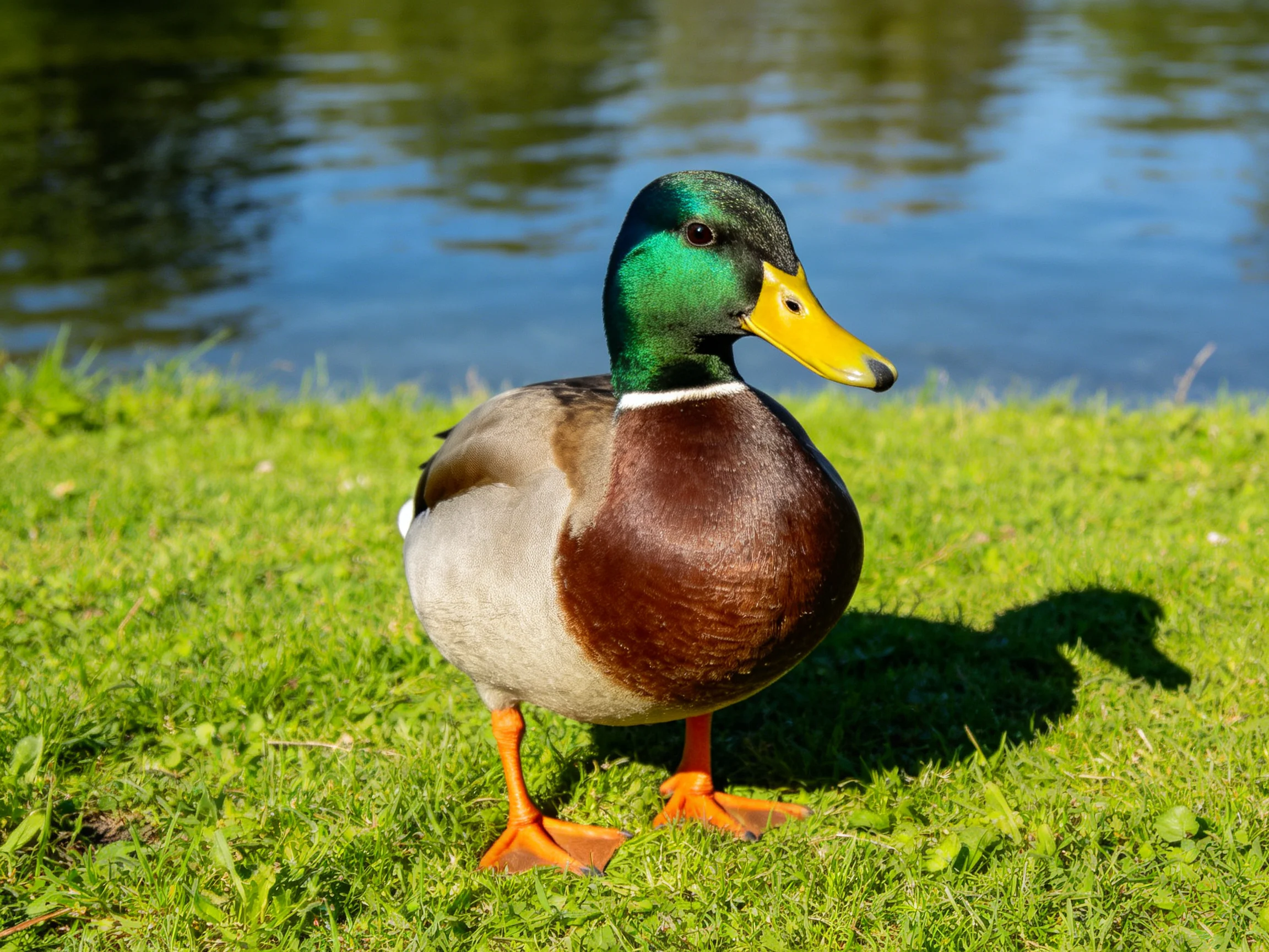 A vibrant mallard duck stands on lush green grass beside calm water