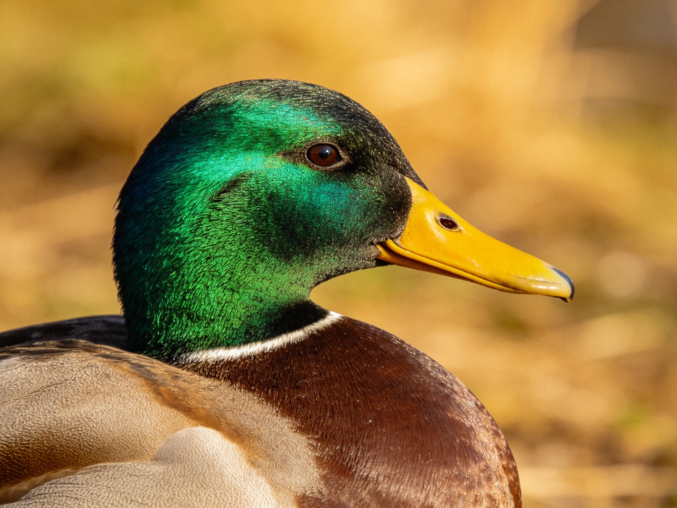A vibrant mallard duck with emerald head and bright yellow beak