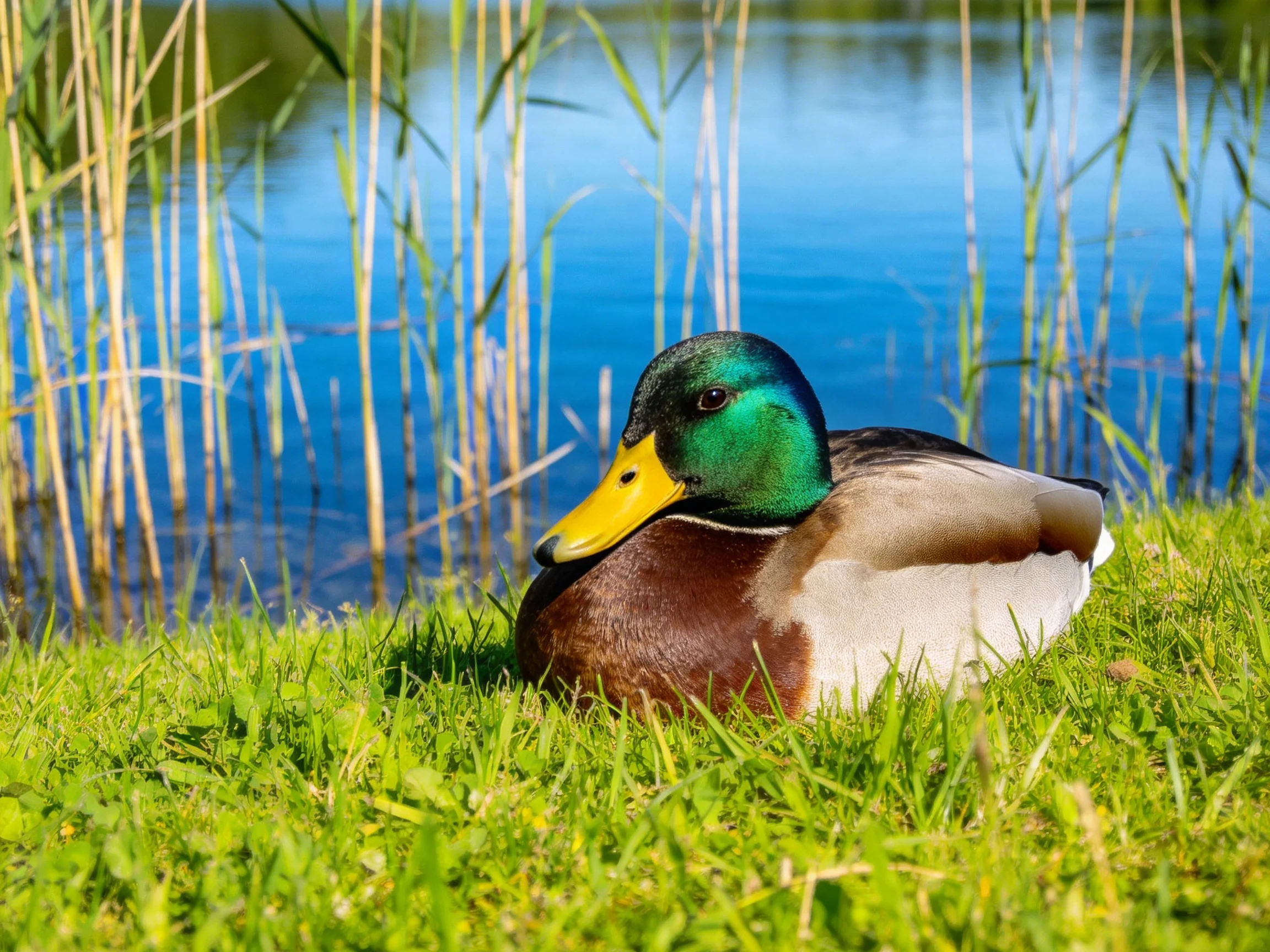 A vibrant mallard rests on lush green grass by a calm blue pond