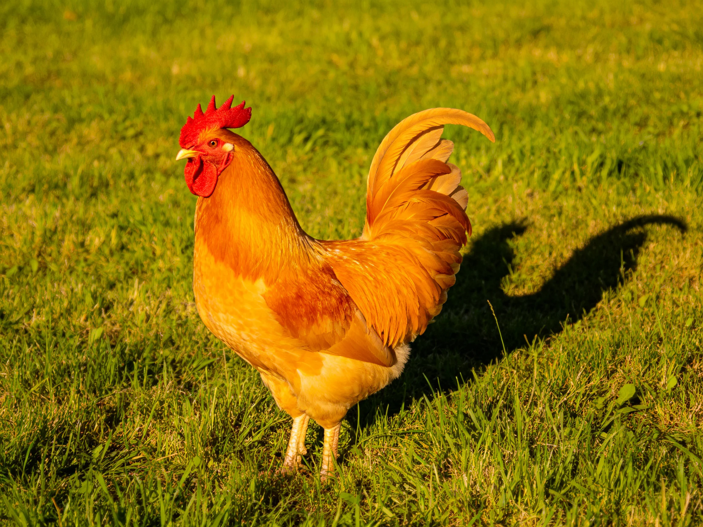 An orange rooster stands on green grass with an extended tail.