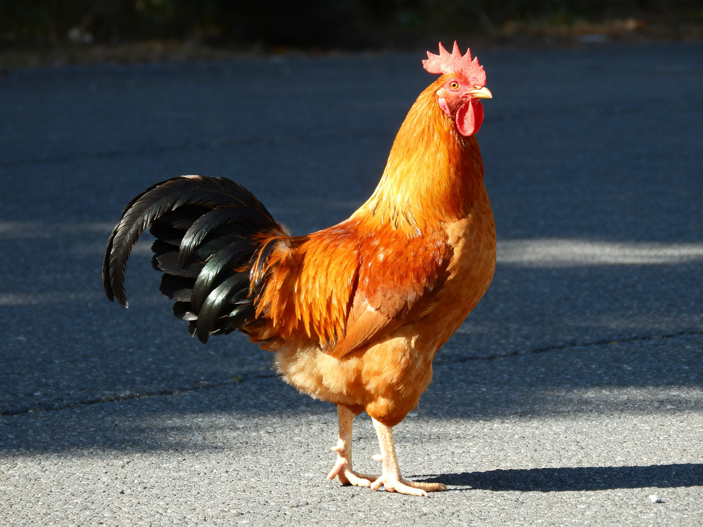 A rooster with orange plumage and a black tail stands on pavement.