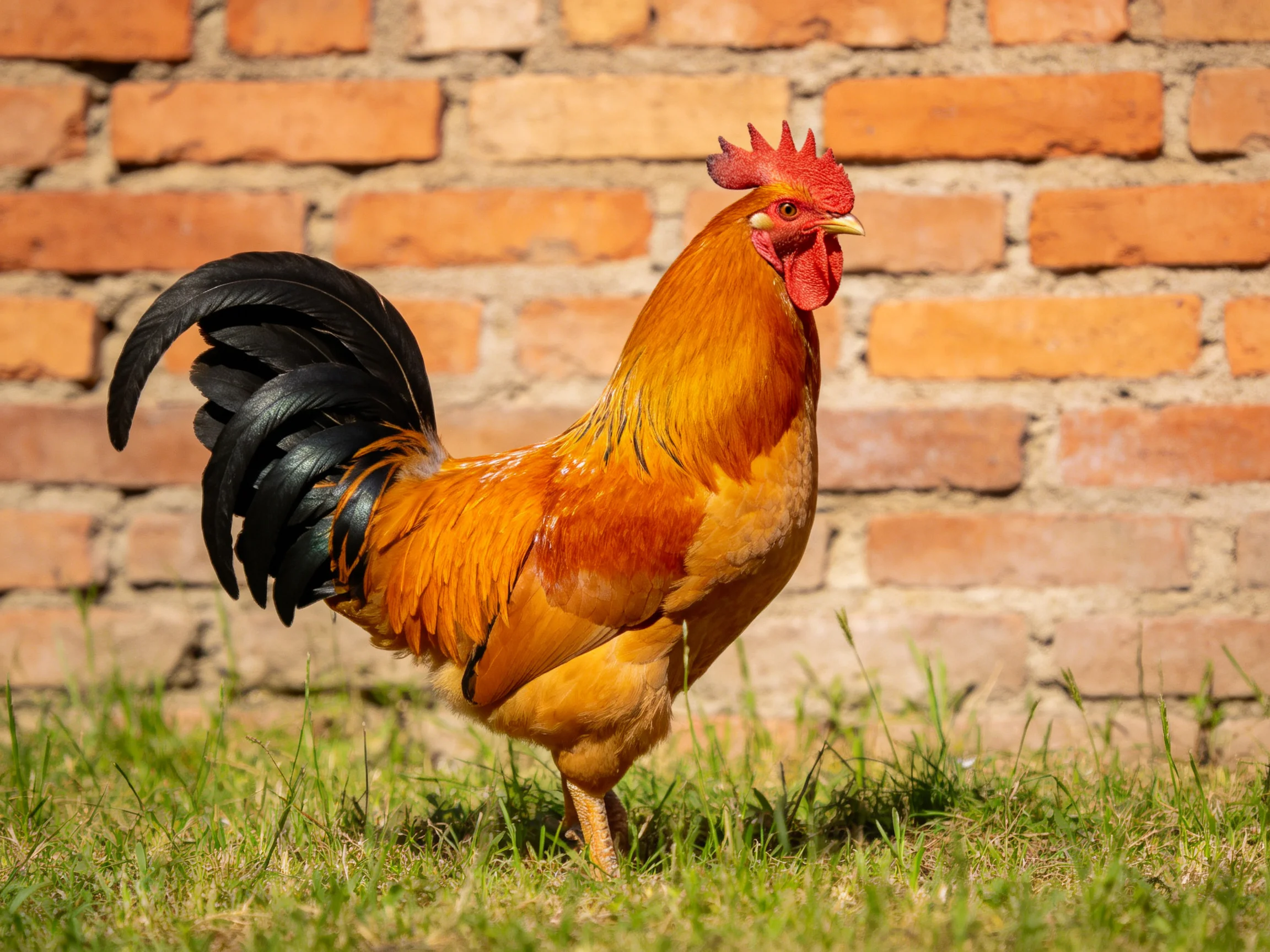 A rooster with orange and black feathers stands on grass near a brick wall.
