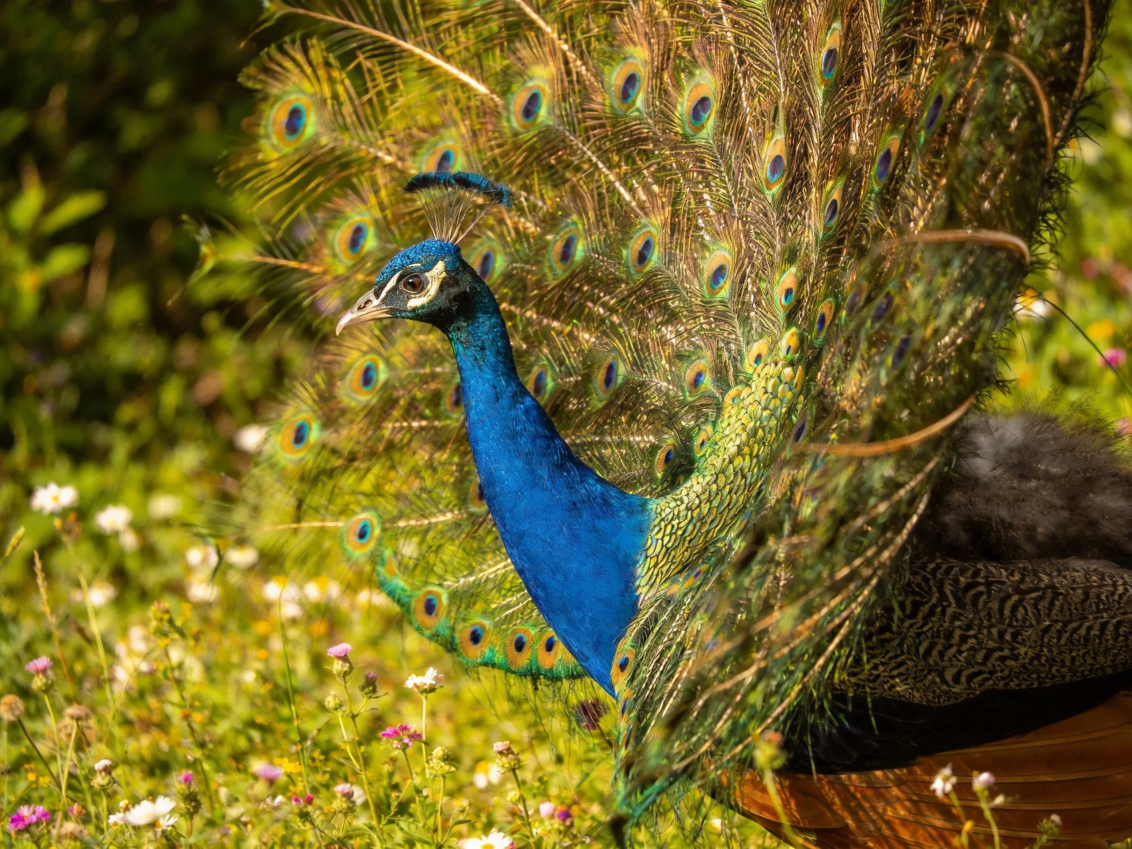 A vibrant peacock displays colorful tail feathers in a lush meadow